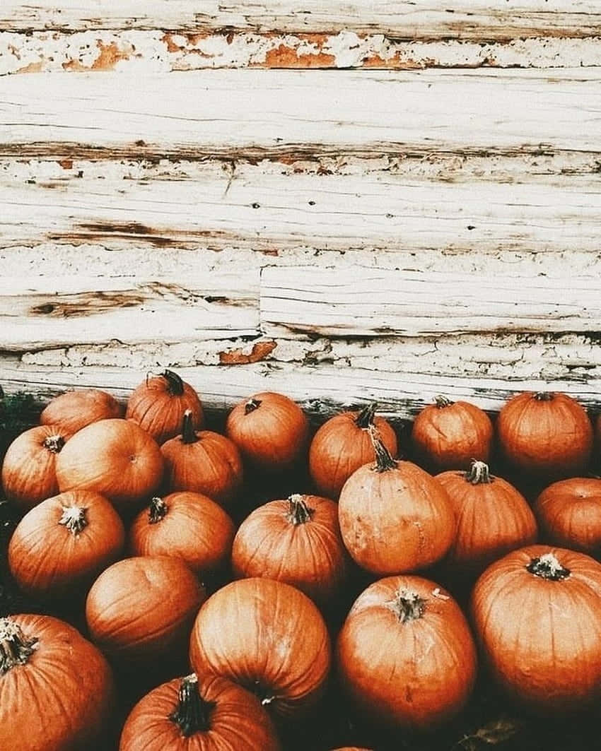 autumn pumpkins, rustic wooden backdrop, weathered white wooden wall, SD Phone Wallpaper