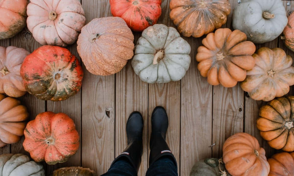 Fall Pumpkins, colorful pumpkins, wooden planks, SD Desktop Wallpaper