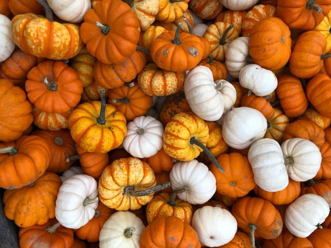 Fall Pumpkins, orange, white, SD Desktop Wallpaper