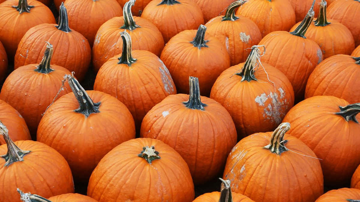 Fall Pumpkins, vibrant orange pumpkins, textured rinds, SD Desktop Wallpaper