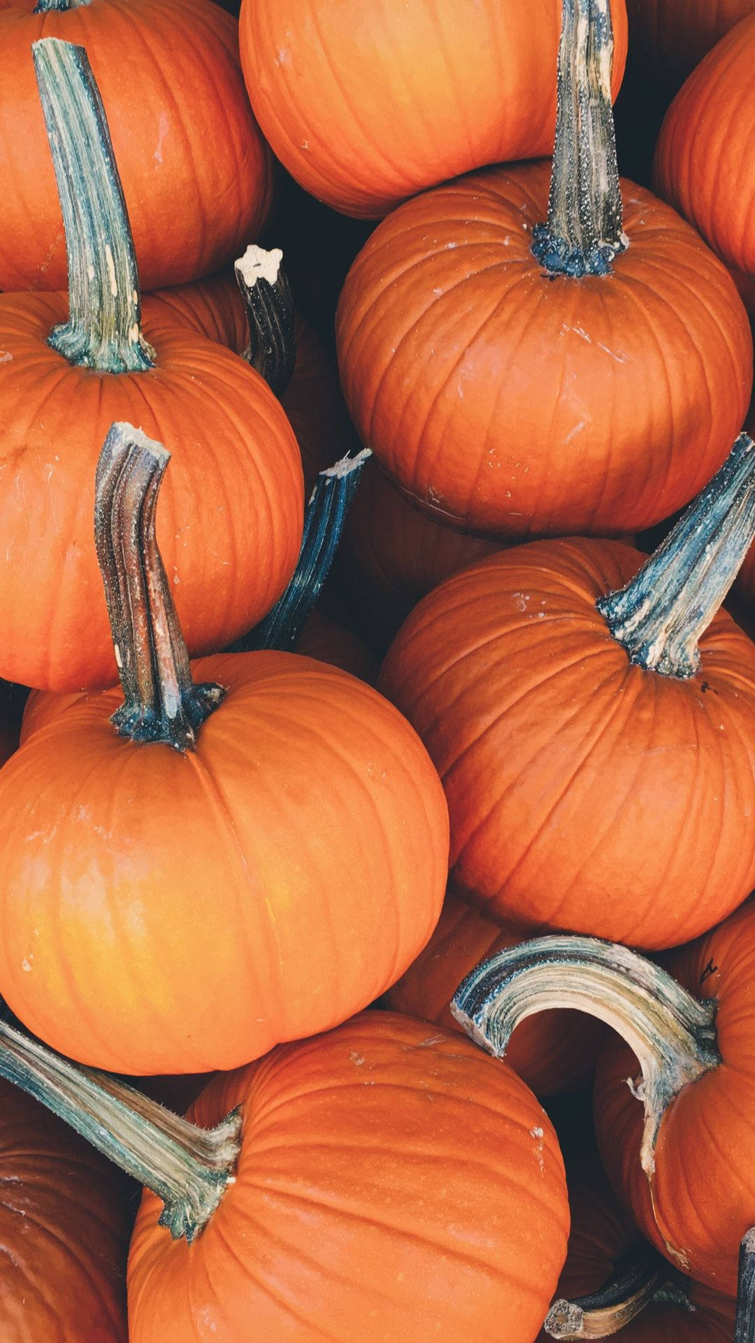 pumpkin pile mobile, vibrant orange, textured stems, Full HD Phone Wallpaper