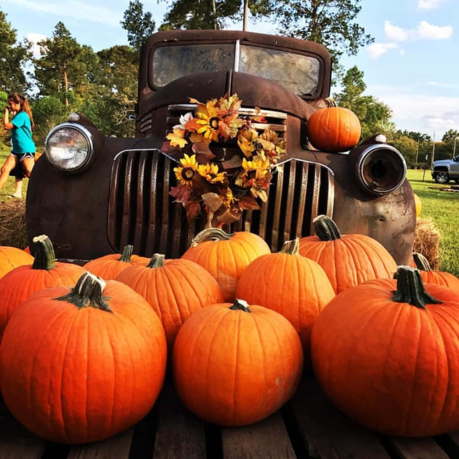 Fall Pumpkins, orange pumpkins, wooden deck, SD Desktop Wallpaper