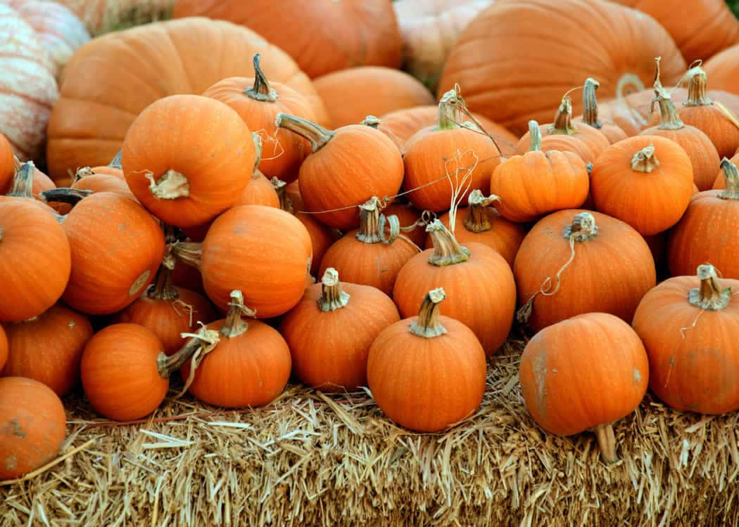 Fall Pumpkins, orange pumpkins, golden hay bales, SD Desktop Wallpaper