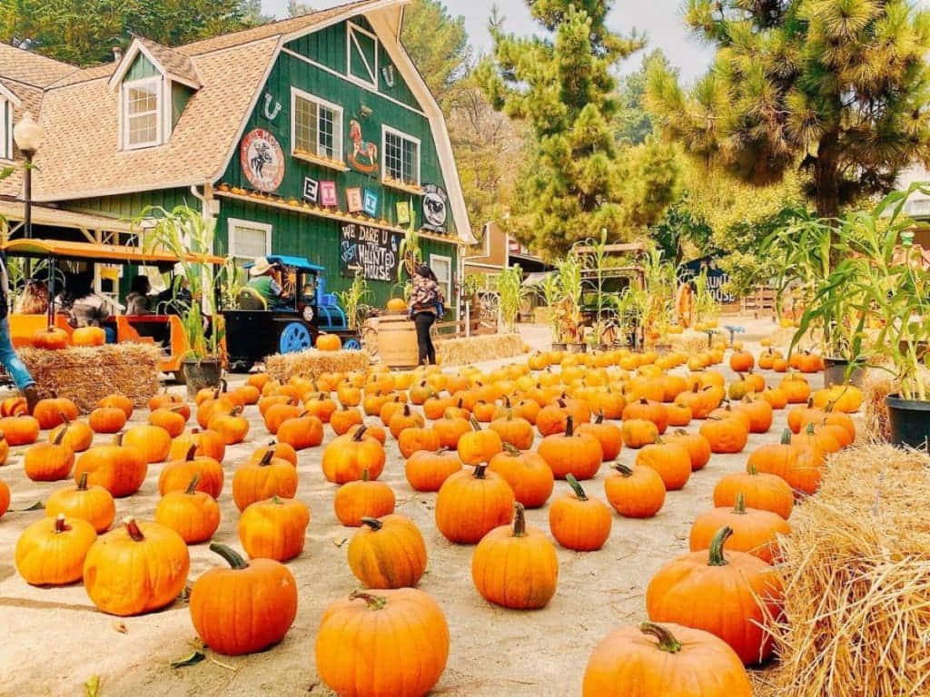 Fall Pumpkins, rustic wooden table, green barn, SD Desktop Wallpaper