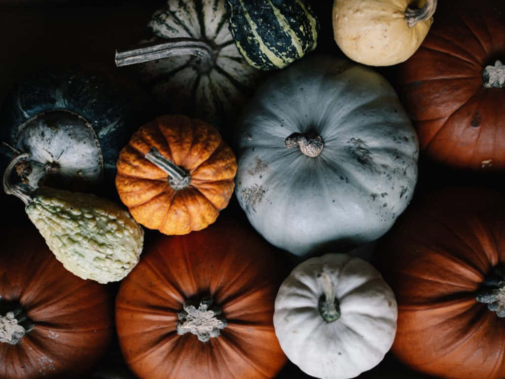 Fall Pumpkins, pumpkins, gourds, SD Desktop Wallpaper