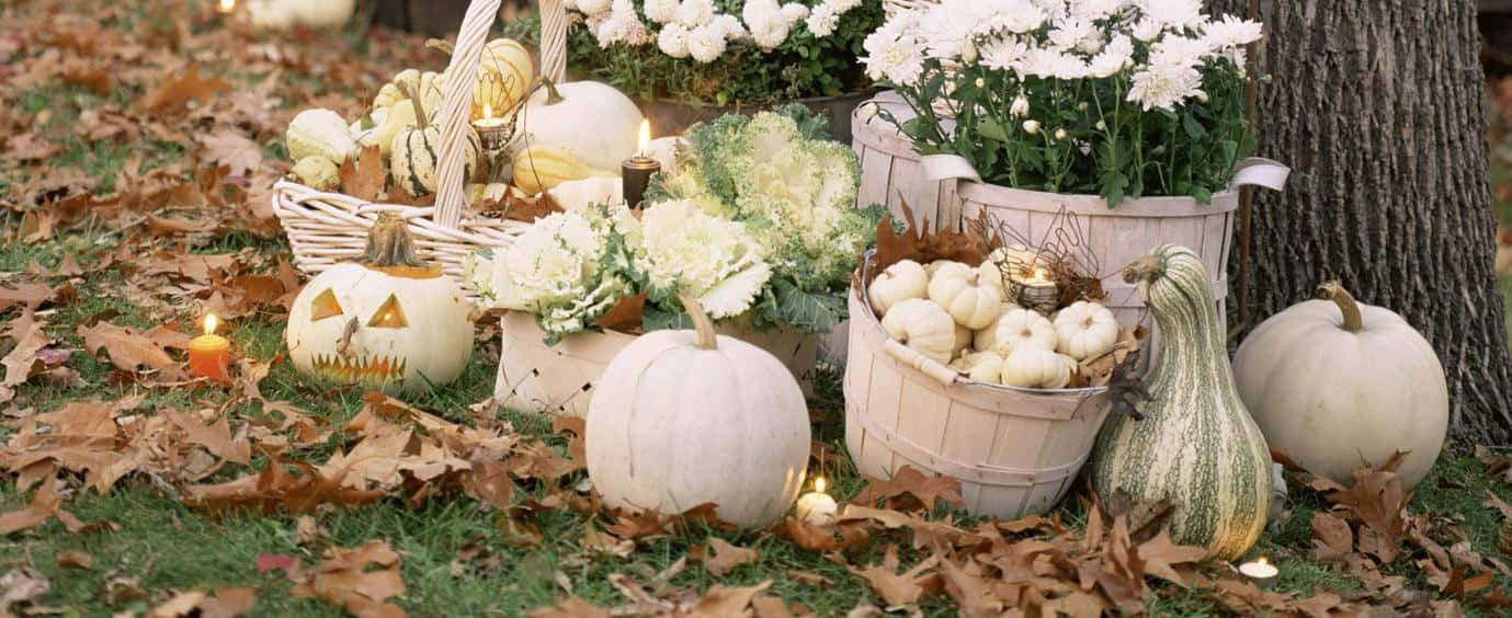 fall pumpkins, white pumpkins, gourds, HD Desktop Wallpaper