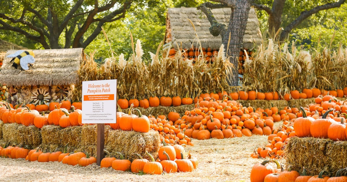 Fall Pumpkins, orange pumpkins, hay bales, SD Desktop Wallpaper