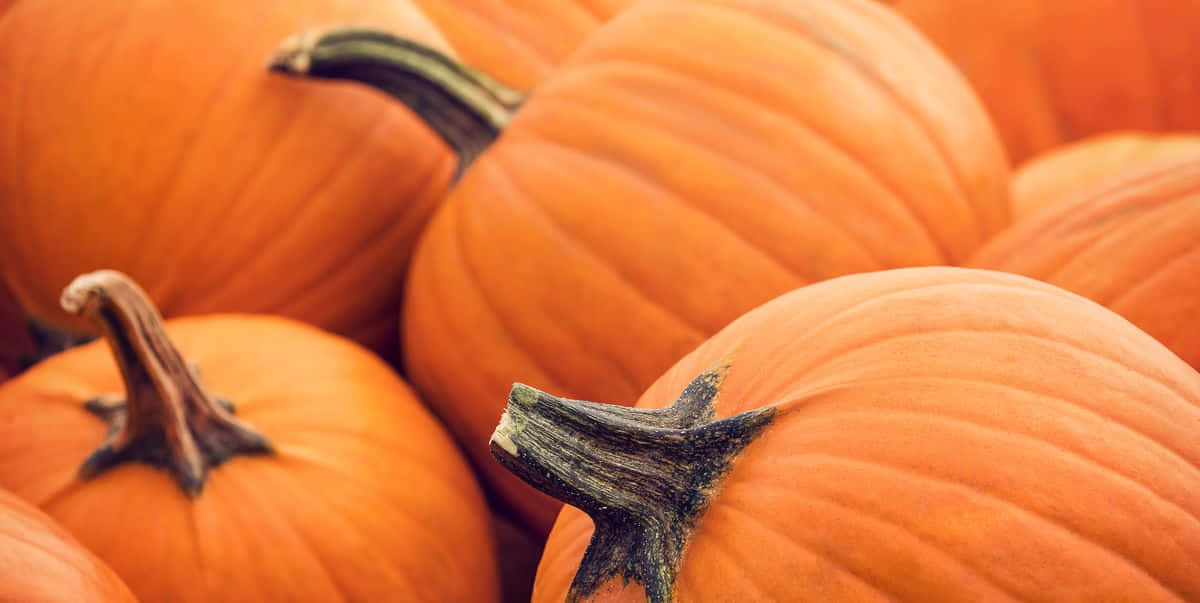 Fall Pumpkins, vibrant orange, textured rinds, SD Desktop Wallpaper