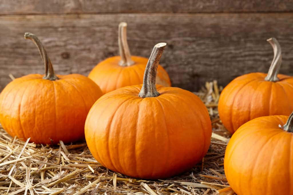 Fall Pumpkins, vibrant orange pumpkins, golden straw, SD Desktop Wallpaper