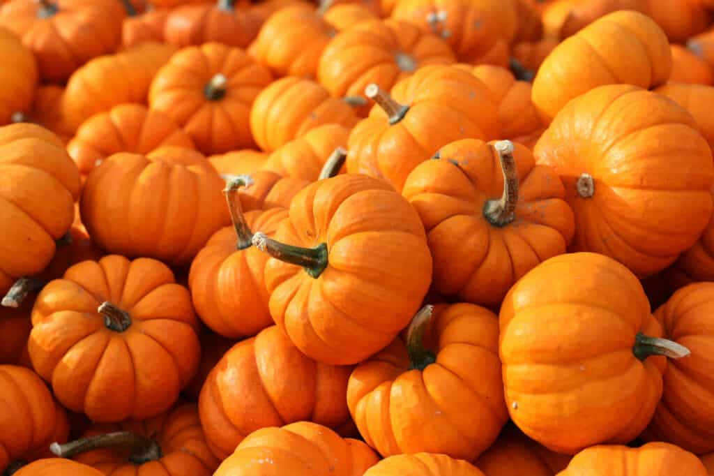 Fall Pumpkins, orange pumpkins, textured stems, SD Desktop Wallpaper