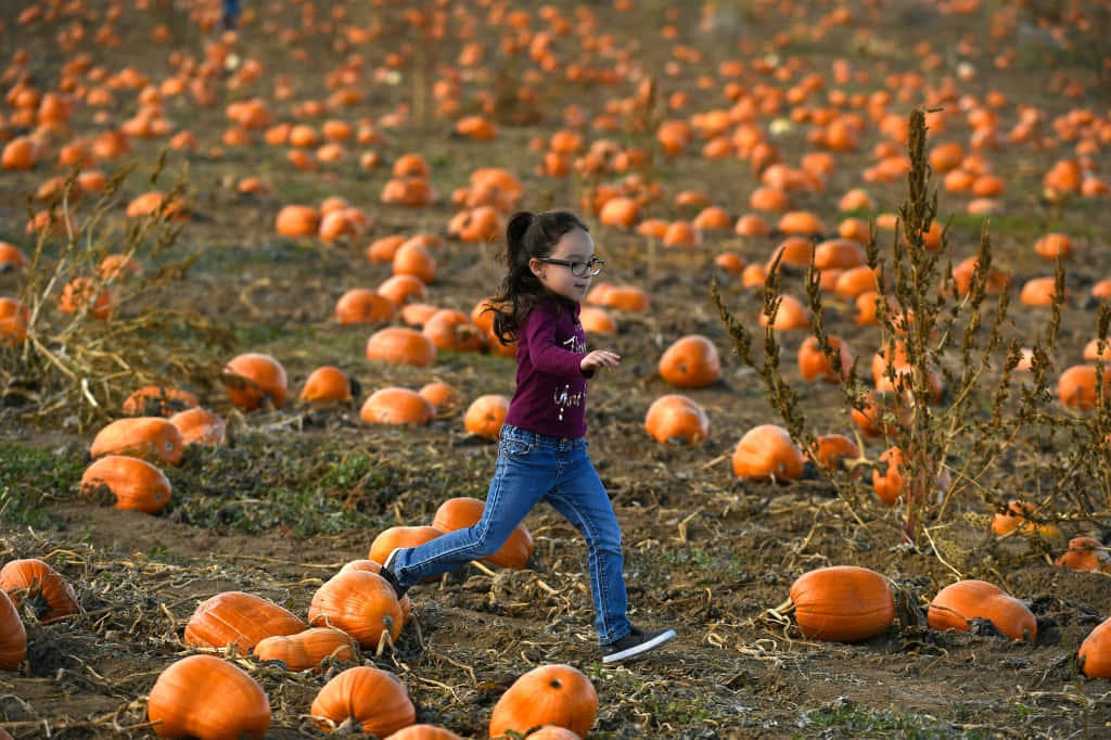 Fall Pumpkins, pumpkin patch, golden autumn light, SD Desktop Wallpaper