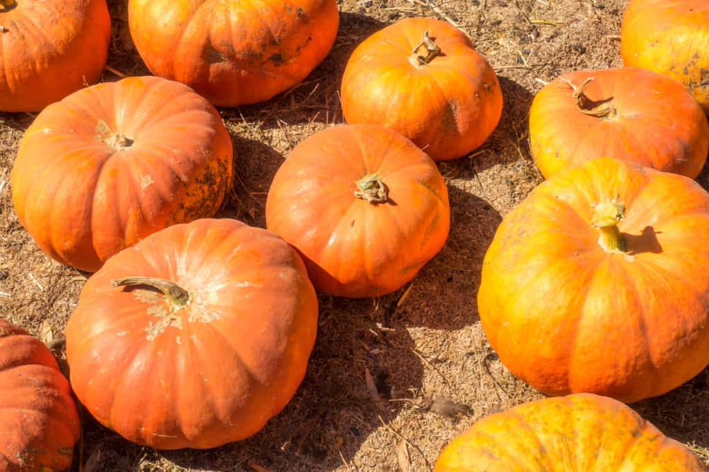 Fall Pumpkins, vibrant orange pumpkins, dry earth, SD Desktop Wallpaper