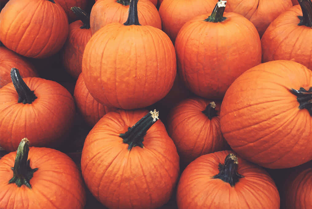 Fall Pumpkins, vibrant orange, dark stems, SD Desktop Wallpaper