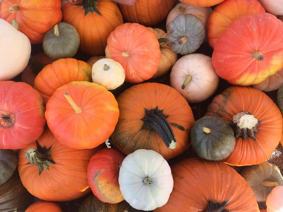 Fall Pumpkins, orange, white, SD Desktop Wallpaper