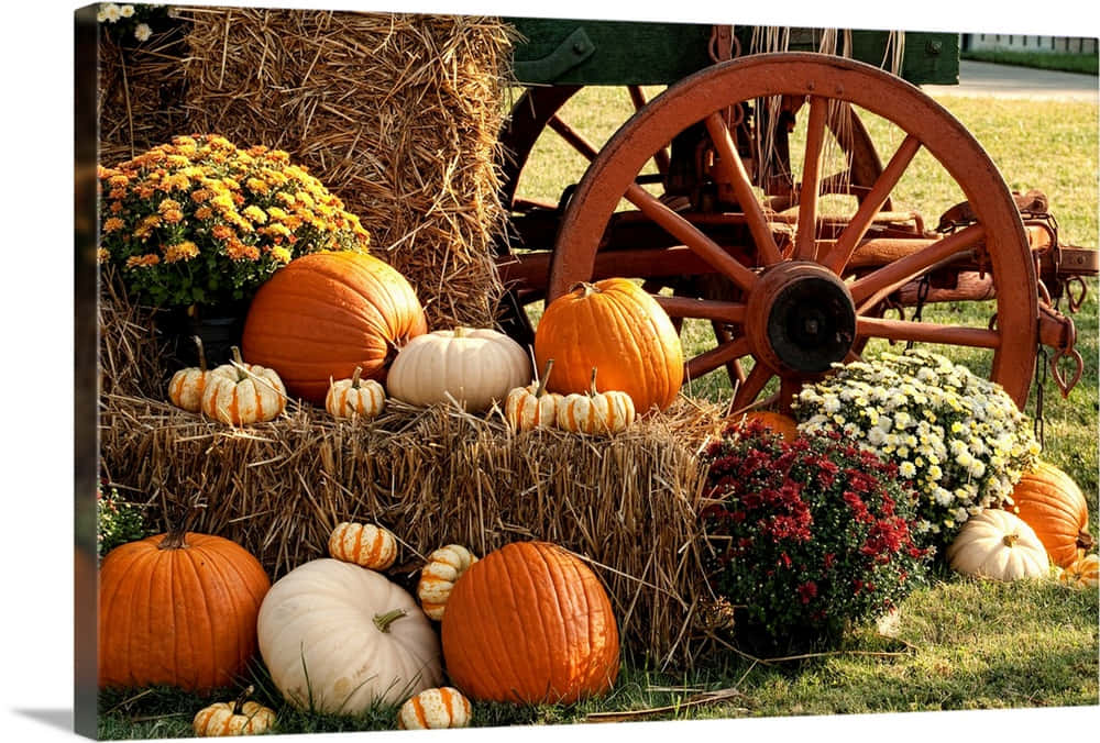 Fall Pumpkins, orange, white, SD Desktop Wallpaper