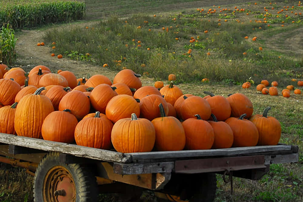 Fall Pumpkins, wooden cart, bright orange pumpkins, SD Desktop Wallpaper