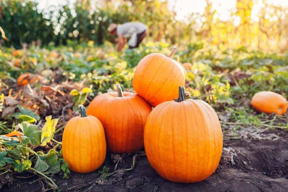 Fall Pumpkins, vibrant orange pumpkins, sunlit field, SD Desktop Wallpaper