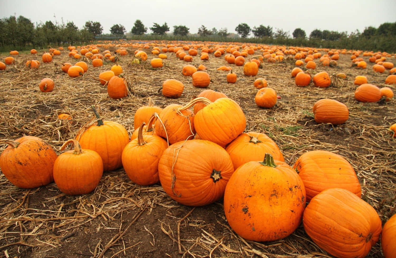 fall pumpkin, ripe orange pumpkins, field, HD Desktop Wallpaper