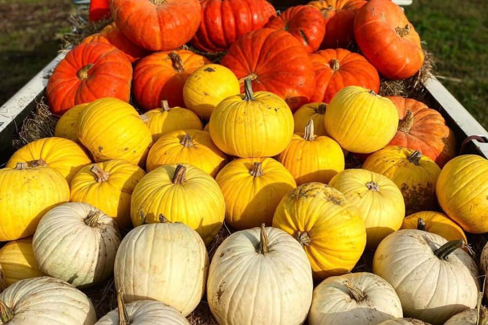Fall Pumpkins, rustic setting, orange yellow and white hues, SD Desktop Wallpaper