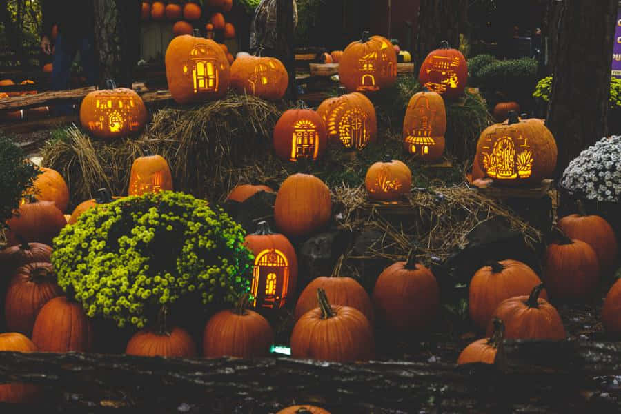 Fall Pumpkins, carved pumpkins, glowing warmly, SD Desktop Wallpaper