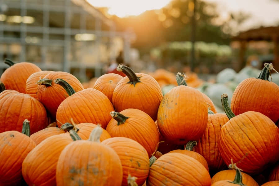 Fall Pumpkins, orange pumpkins, warm golden sunset light, SD Desktop Wallpaper