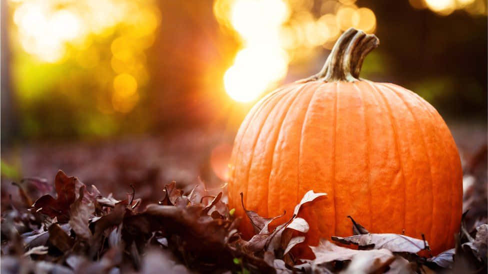 Fall Pumpkins, vibrant orange pumpkin, fallen brown leaves, SD Desktop Wallpaper