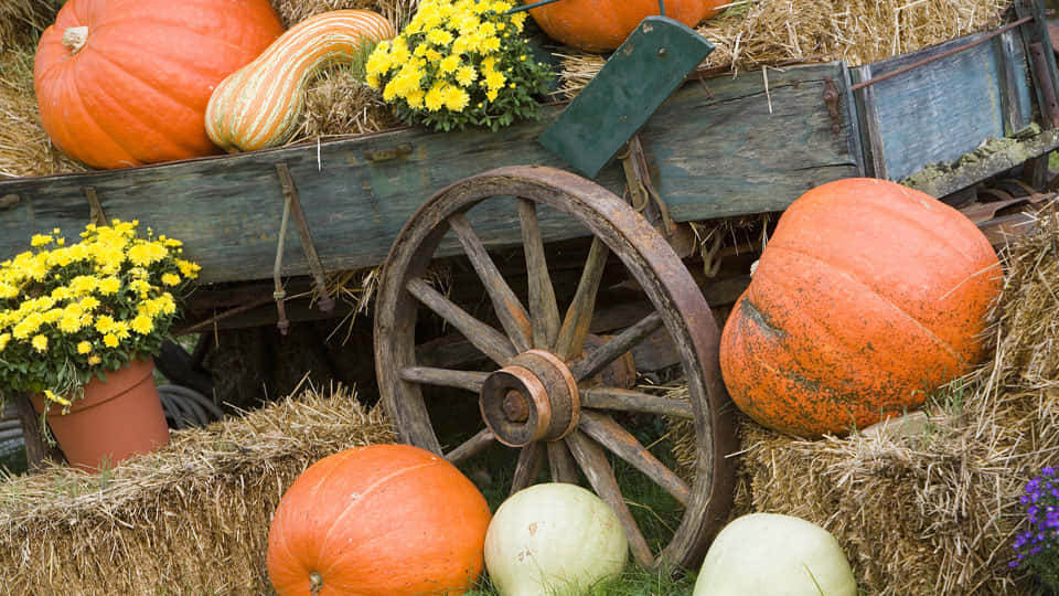 Fall Pumpkins, vibrant orange pumpkins, yellow chrysanthemums, SD Desktop Wallpaper