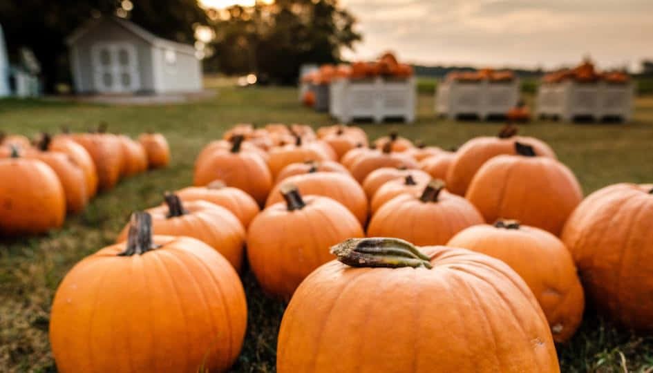 Fall Pumpkins, vibrant orange pumpkins, grass field, SD Desktop Wallpaper