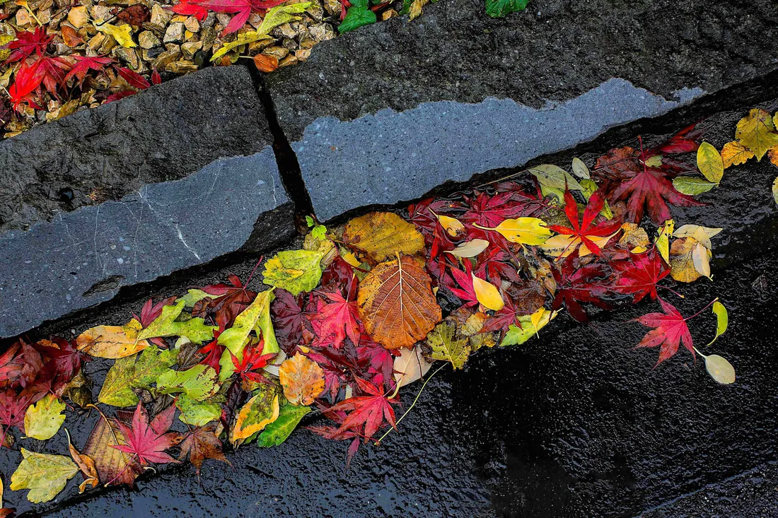 Fall Rain