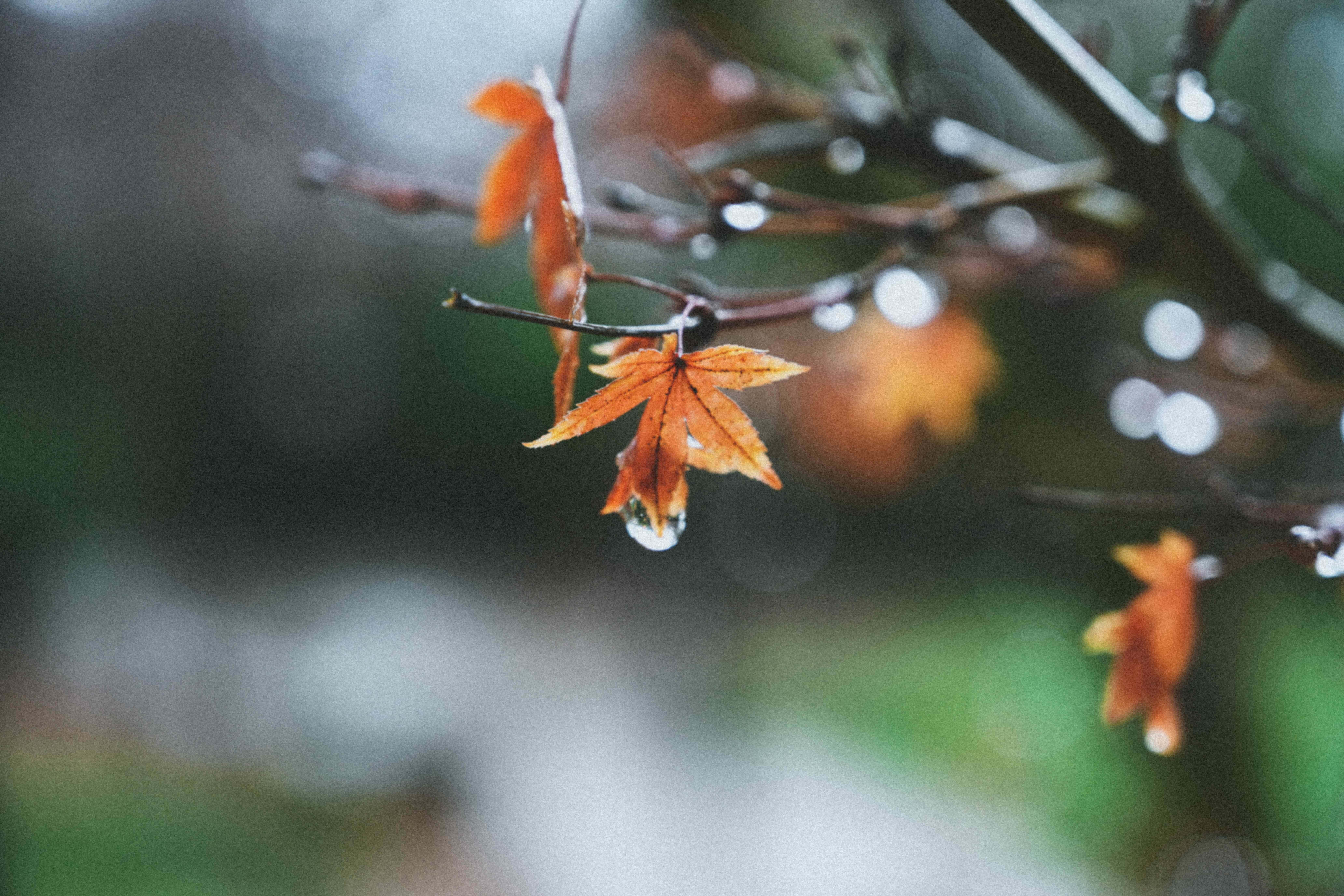 Fall Rain, orange maple leaf, soft blurred green and gray background, 8K Desktop Wallpaper