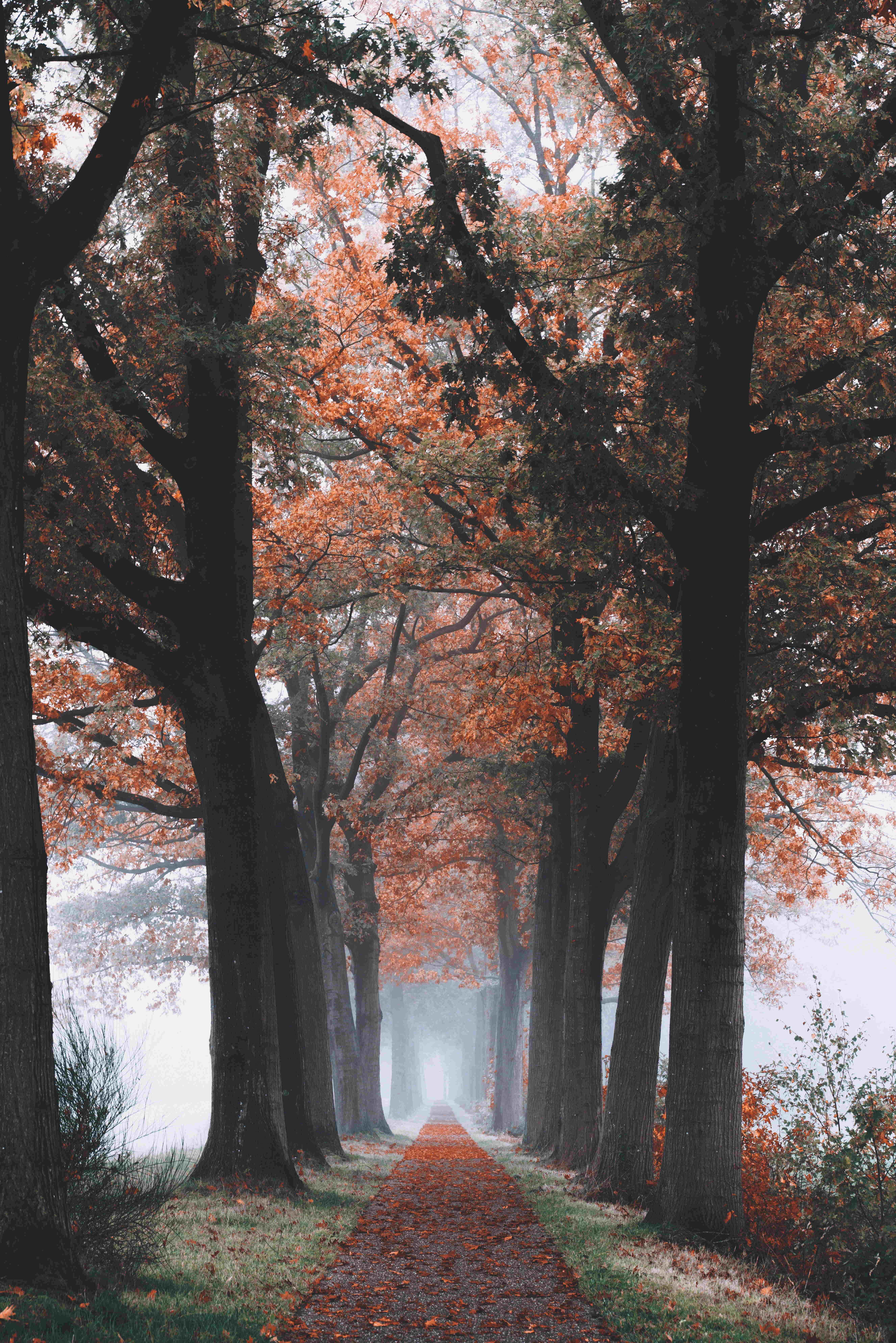 Fall Mist, autumn path, tall trees, 8K Phone Wallpaper