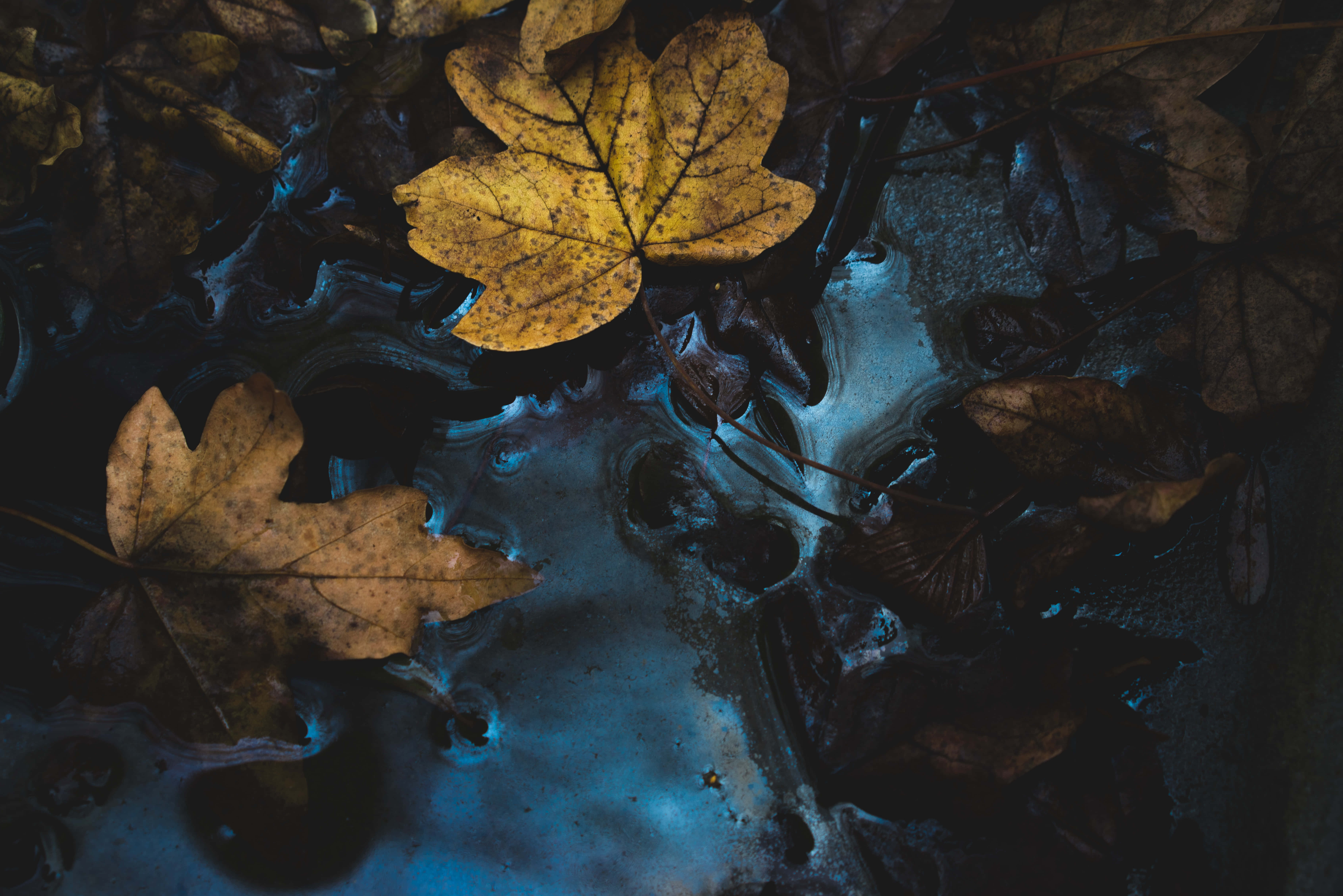 Fall Rain, vibrant yellow maple leaf, dark water, 5K Desktop Wallpaper