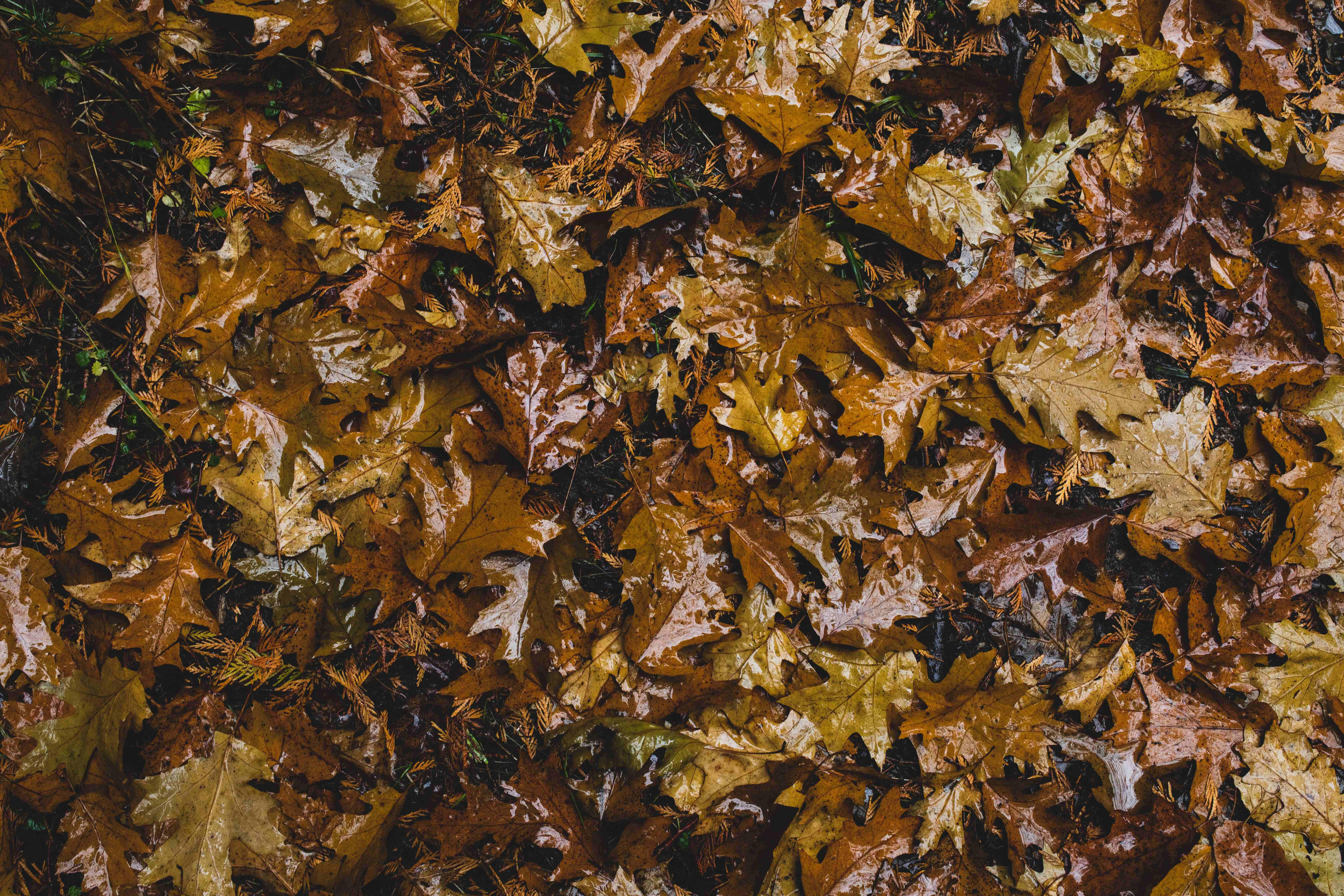 Fall Rain, autumn oak leaves, forest floor, 5K Desktop Wallpaper