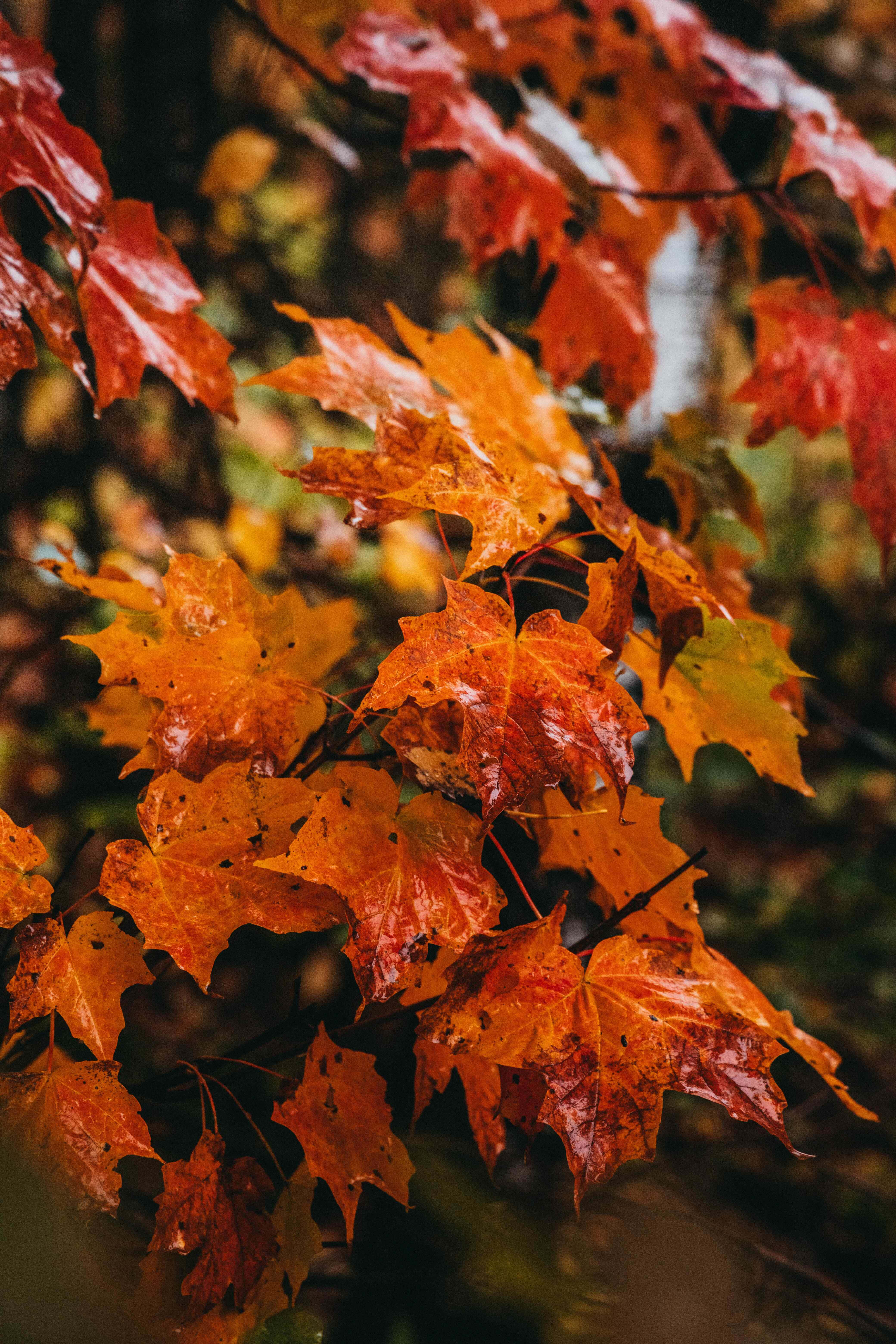 Fall Rain, maple leaves, fiery reds, 5K Phone Wallpaper