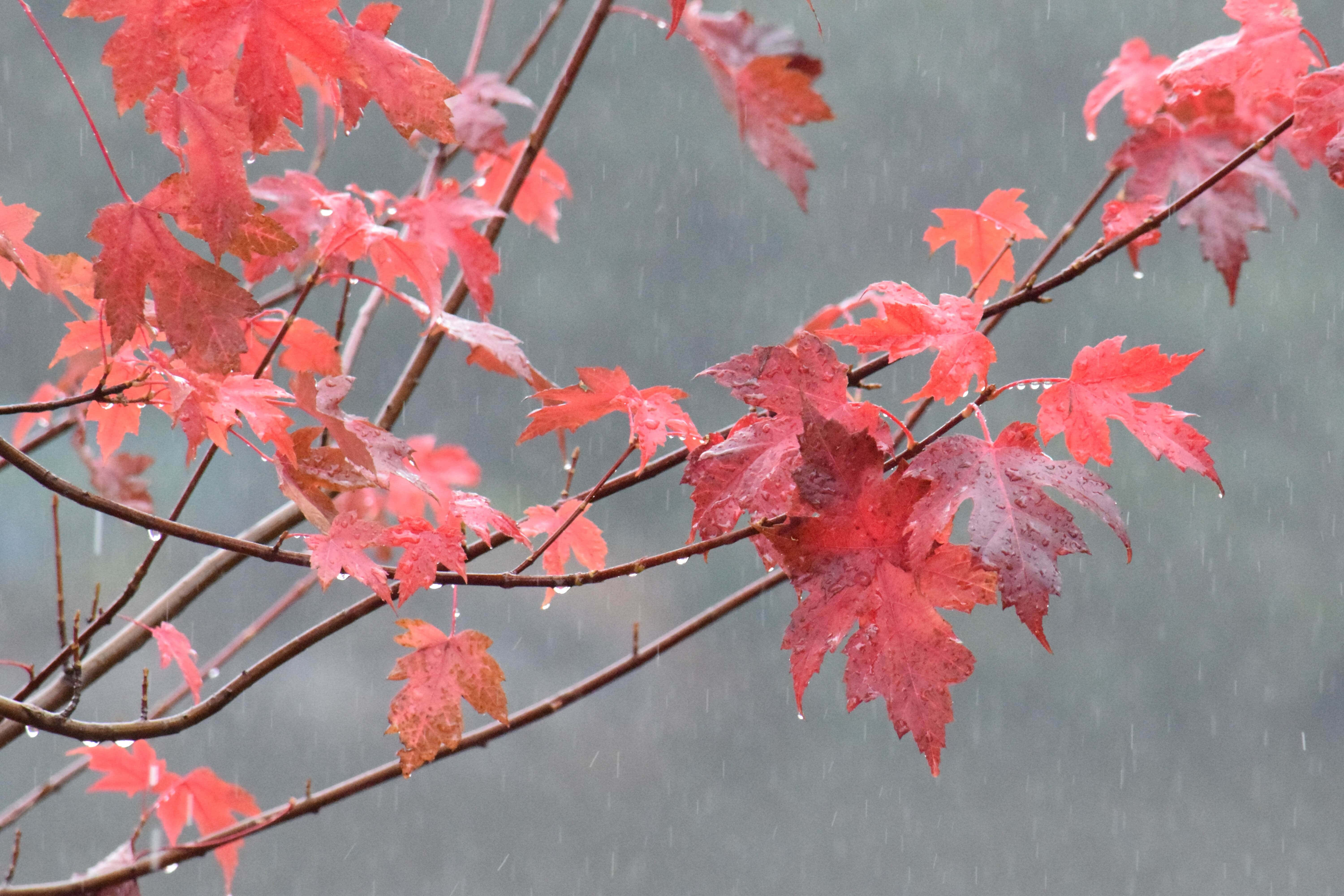 Fall Rain, red maple leaves, raindrops, 5K Desktop Wallpaper
