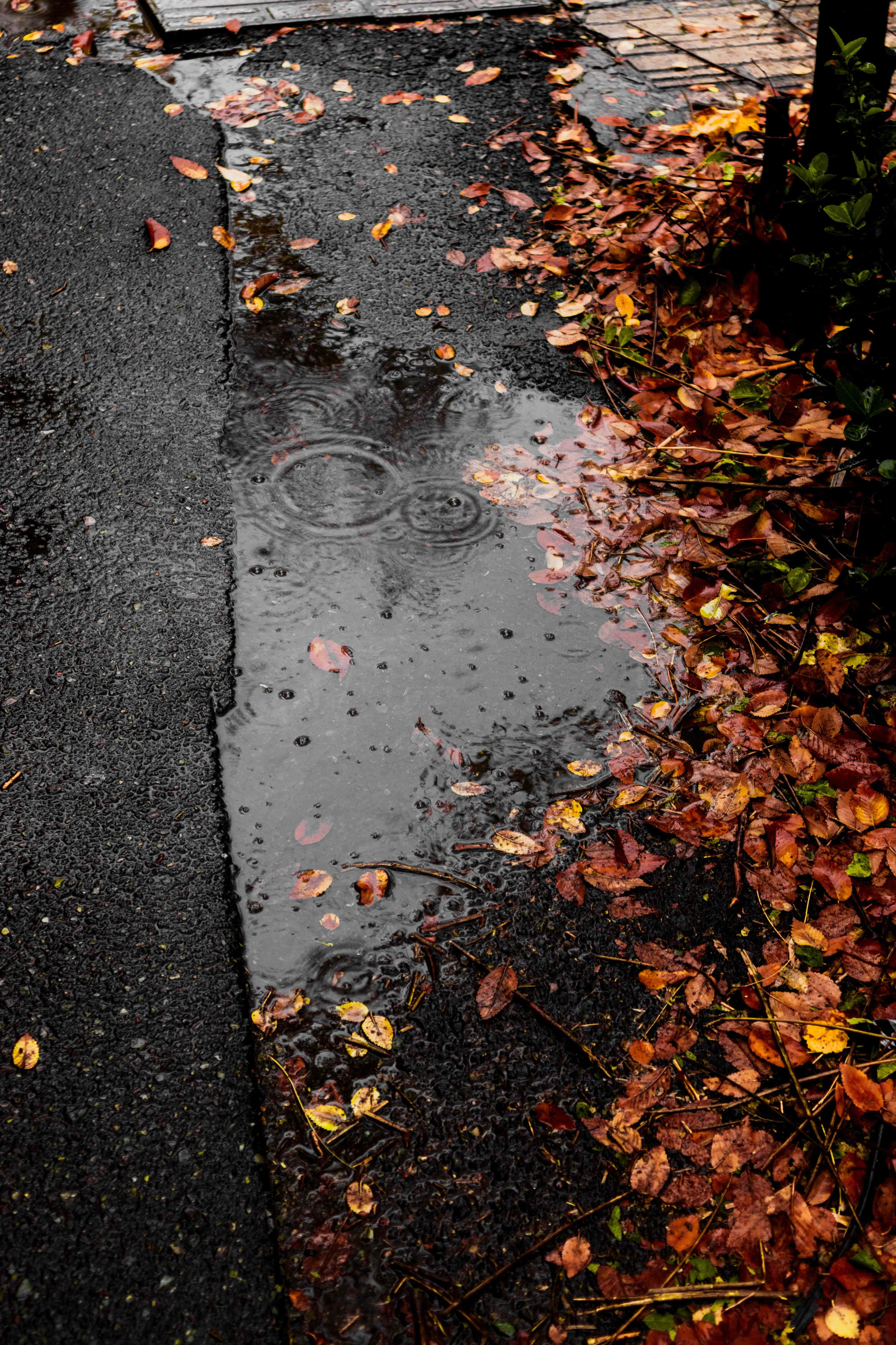 Fall Rain, autumn forest, raindrops, 5K Phone Wallpaper