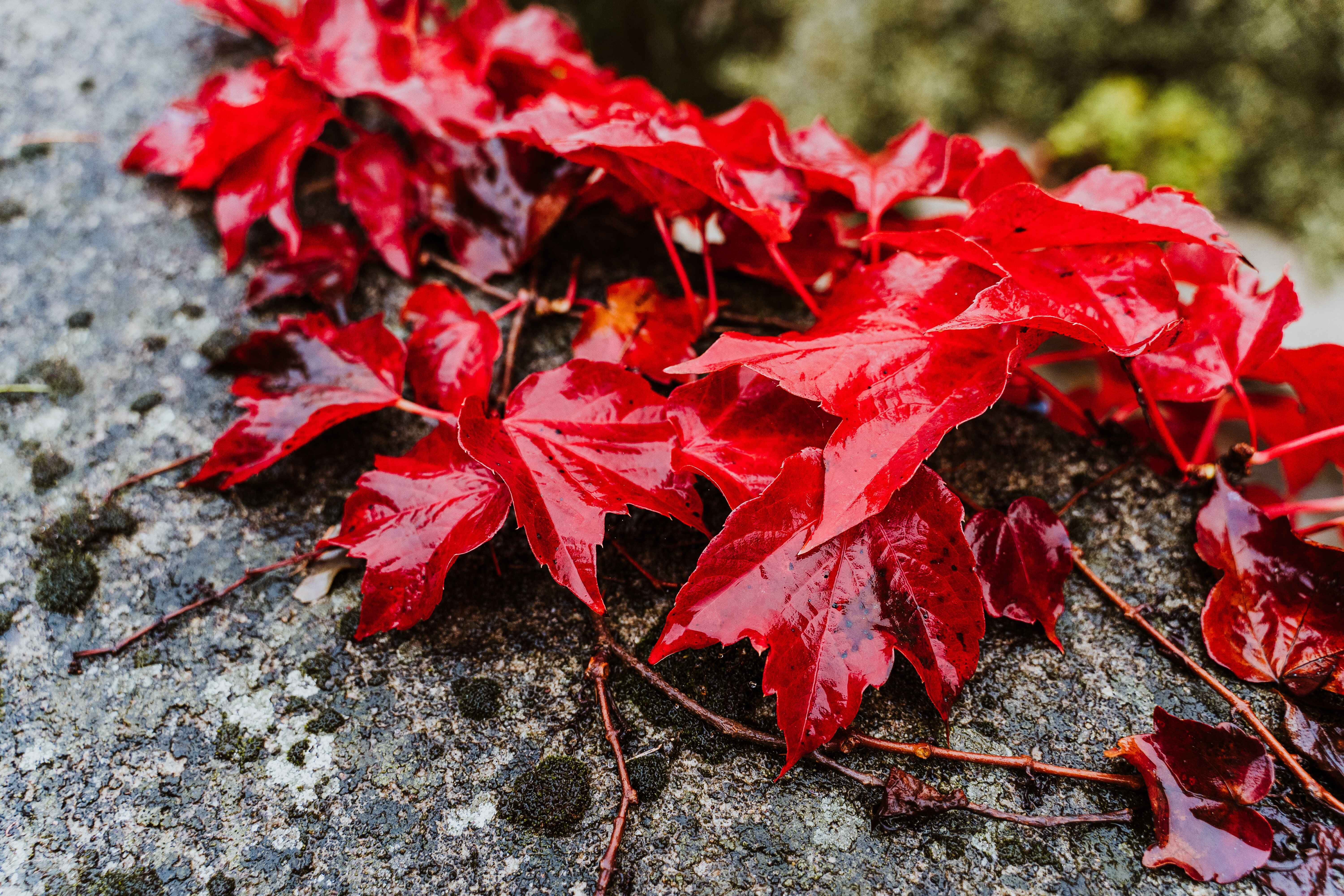Fall Rain, vibrant red ivy leaves, dew, 5K Desktop Wallpaper