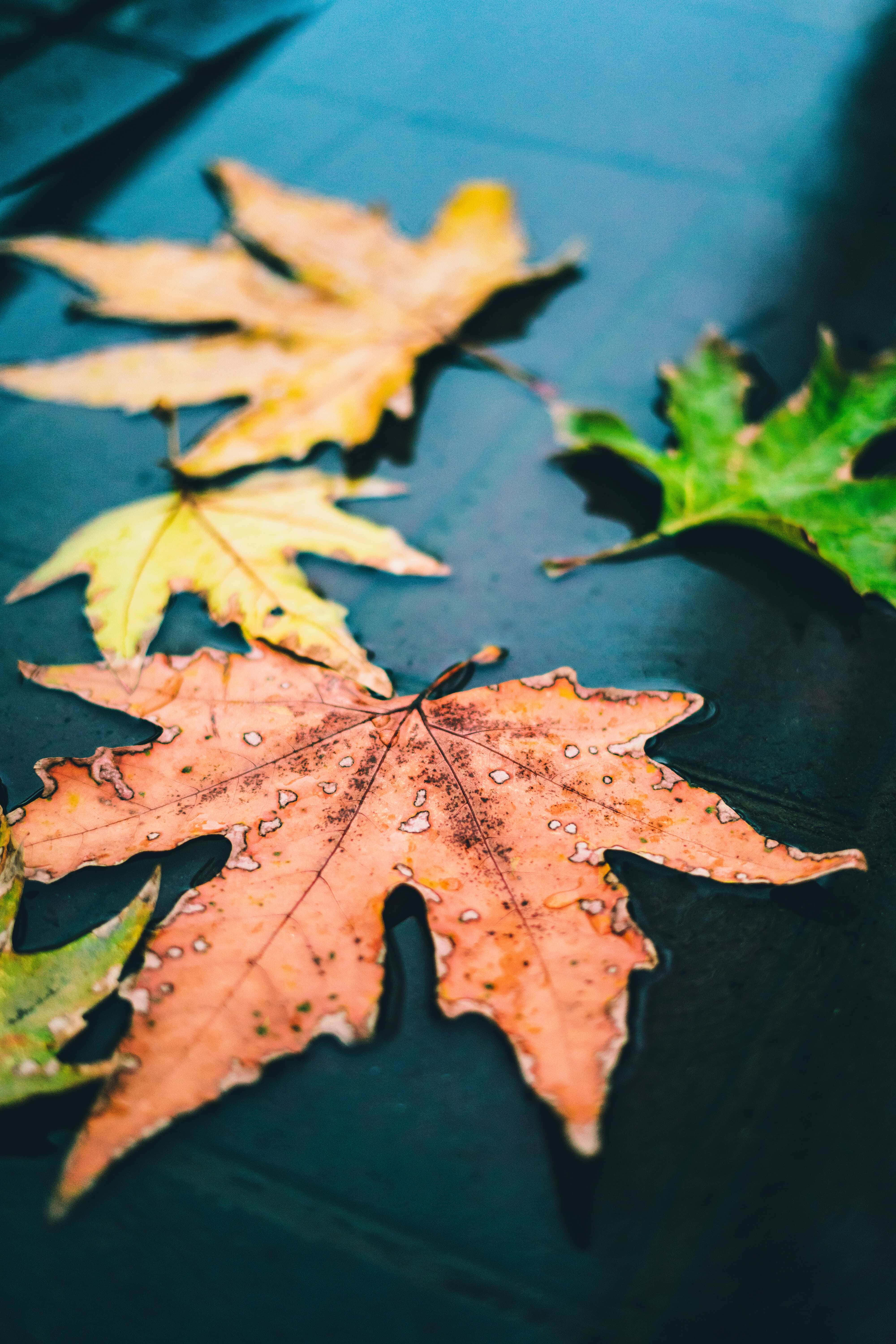 Fall Rain, autumn maple leaves, warm orange yellow, 5K Phone Wallpaper