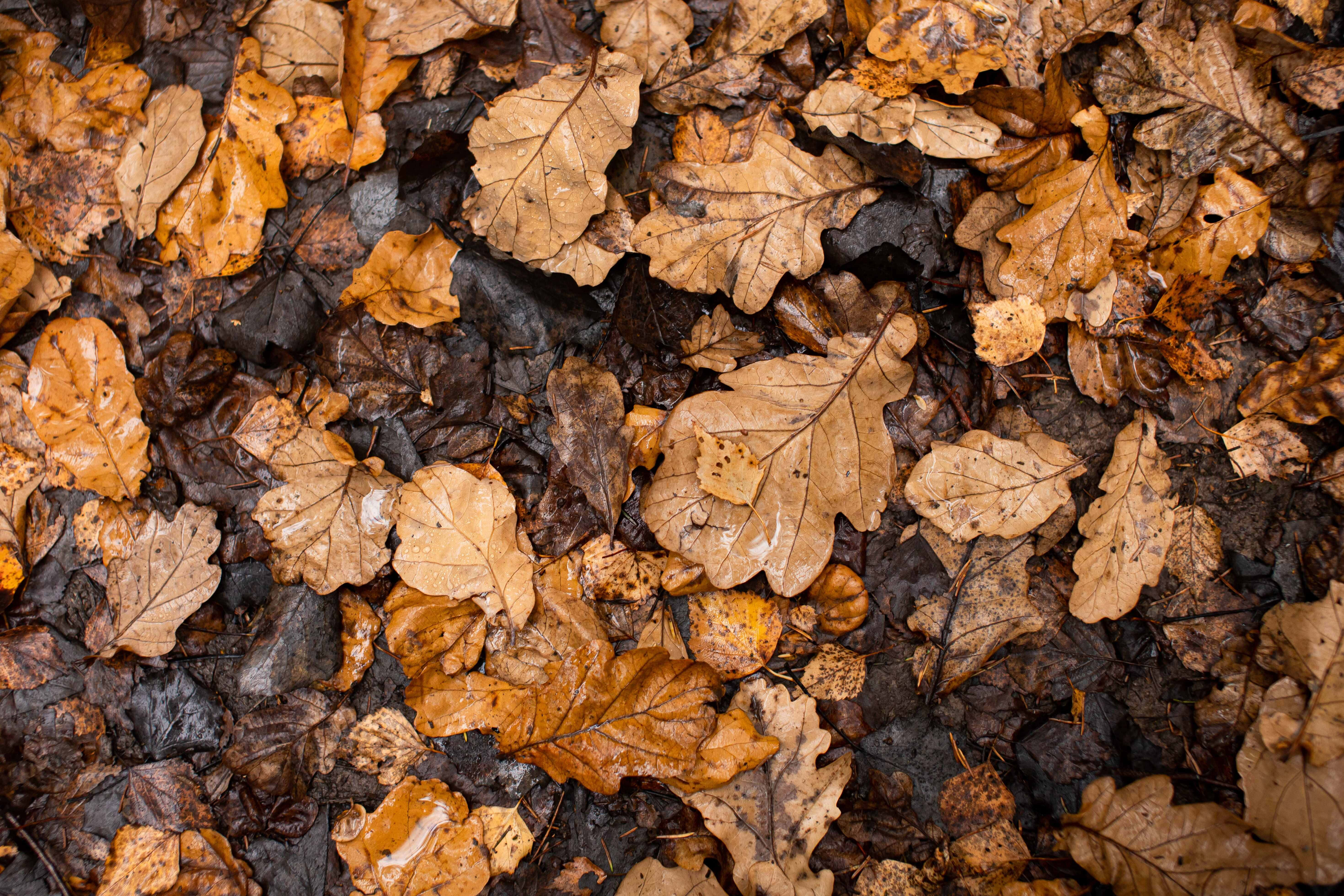 Fall Rain, autumn oak leaves, rich browns, 5K Desktop Wallpaper