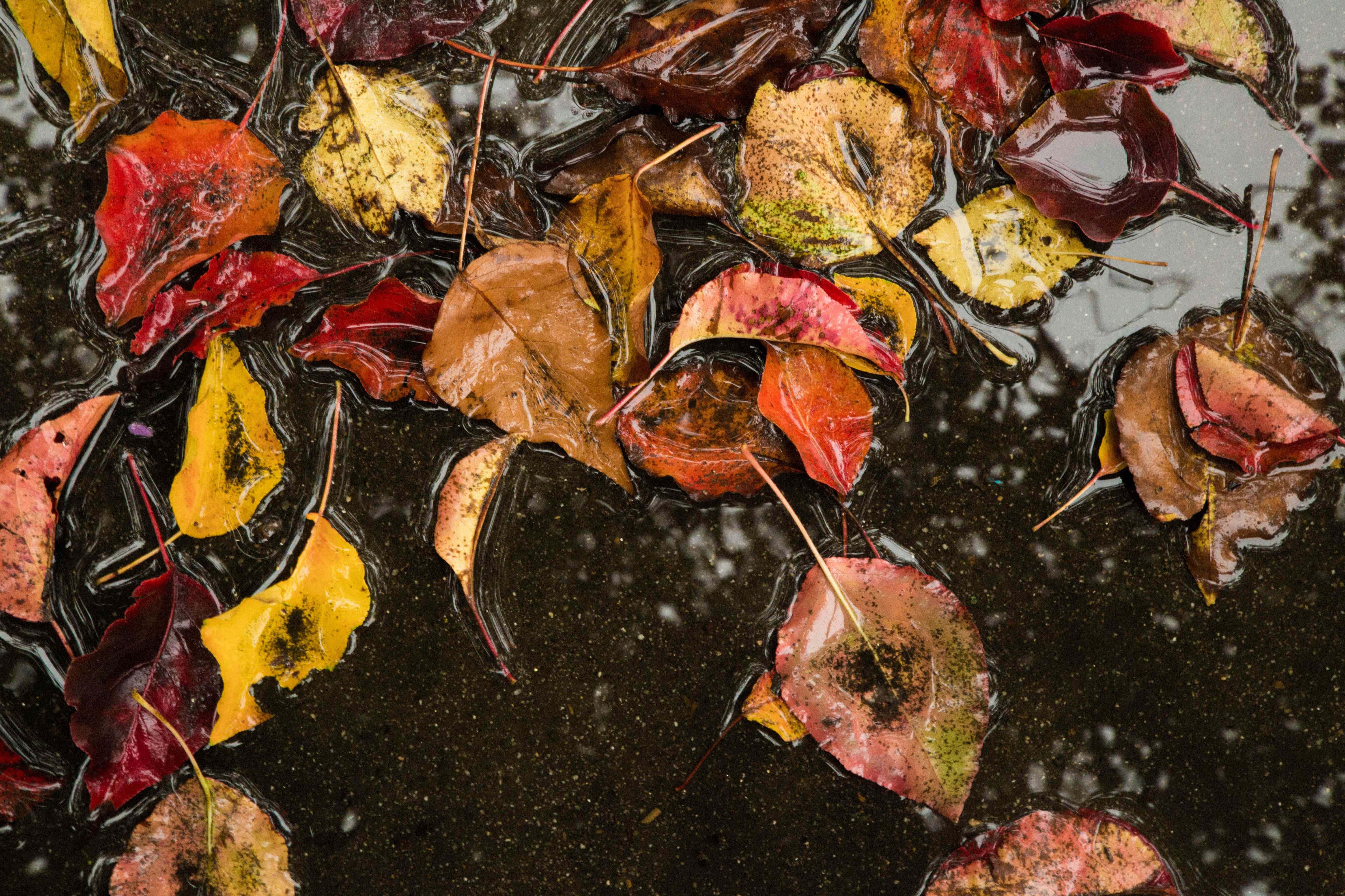 Fall Rain, autumn leaves, red yellow and brown, 5K Desktop Wallpaper