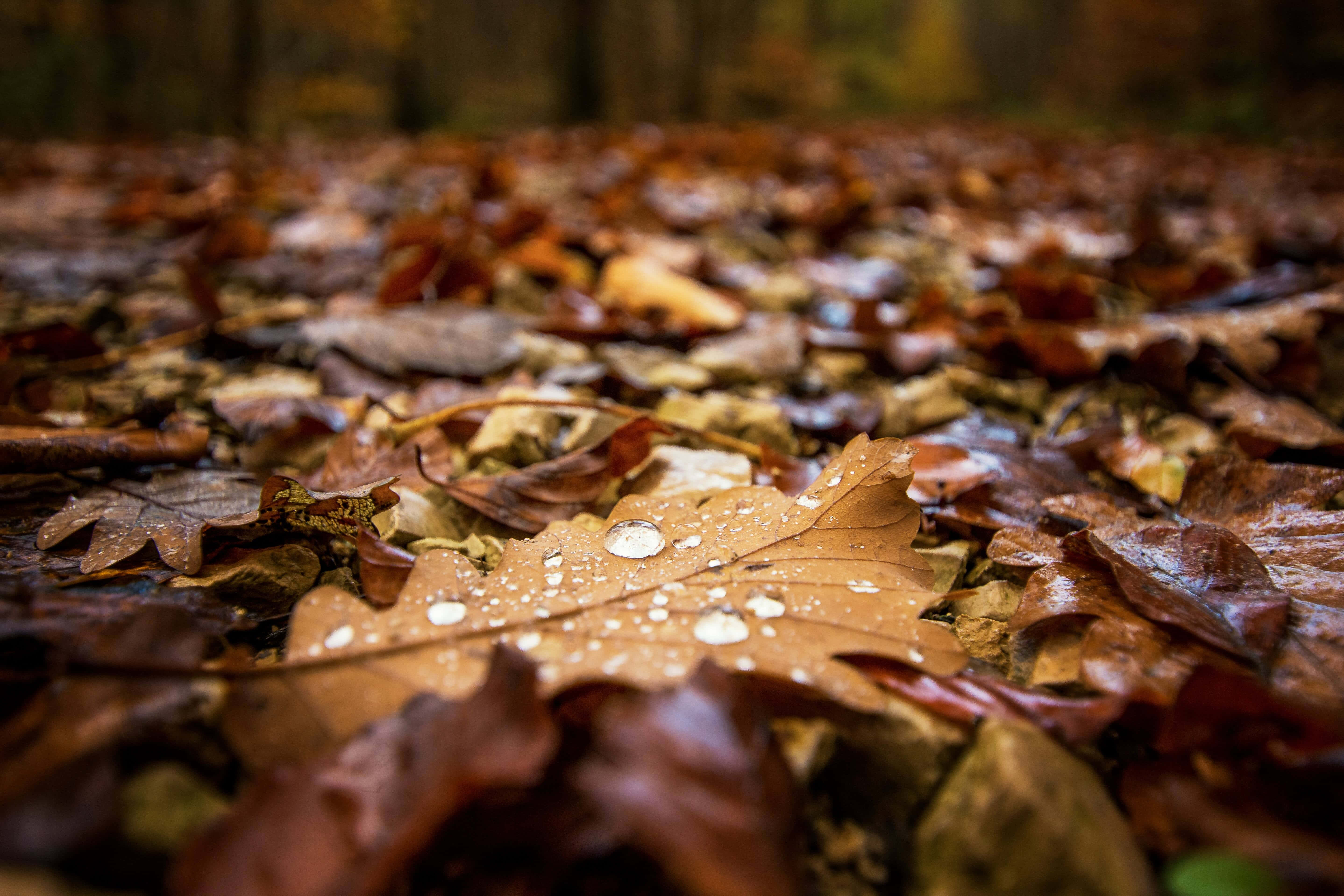 Fall Rain, autumn leaves, dewdrops, 5K Desktop Wallpaper