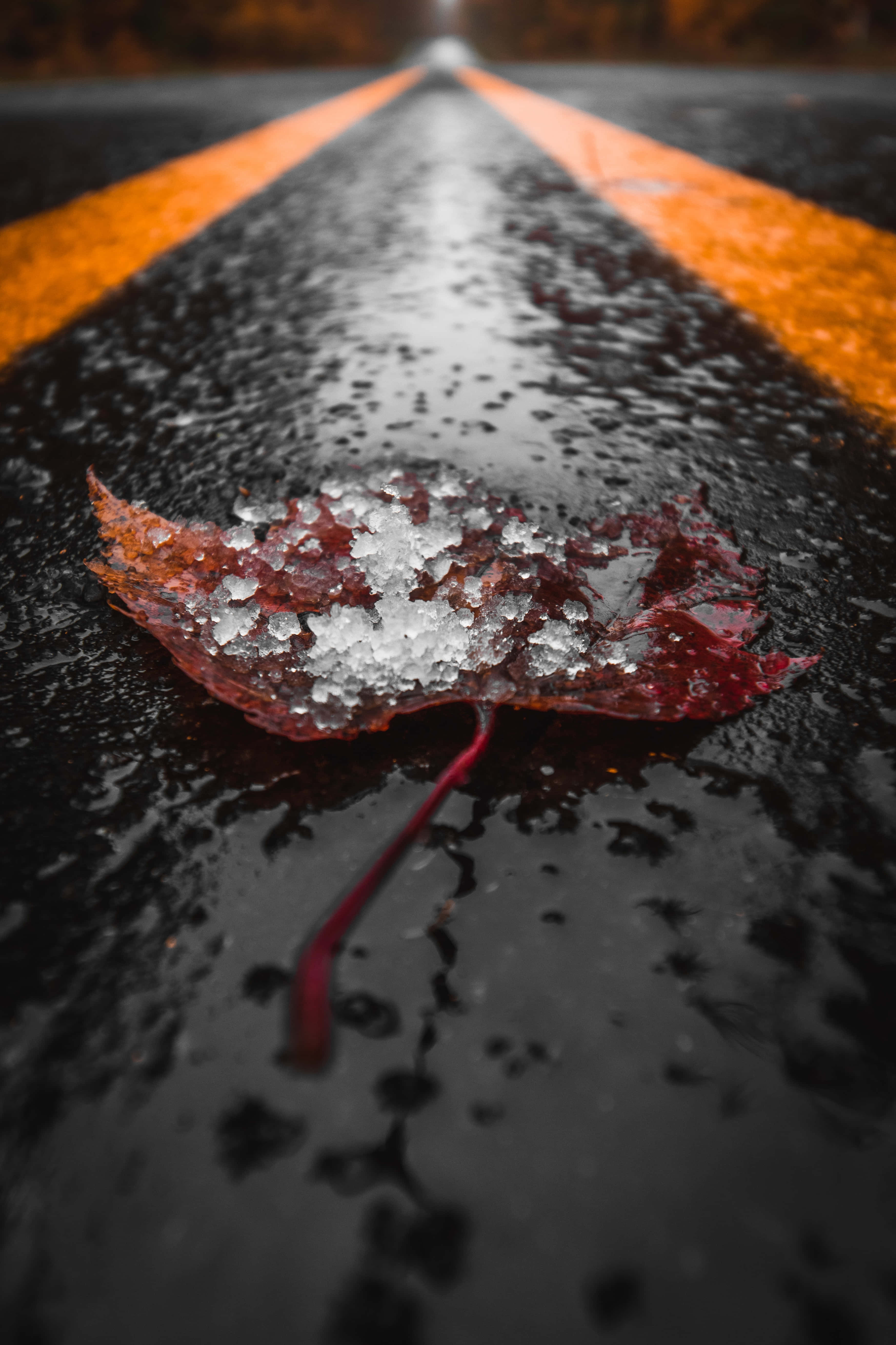 Fall Rain, red maple leaf, frost, 5K Phone Wallpaper