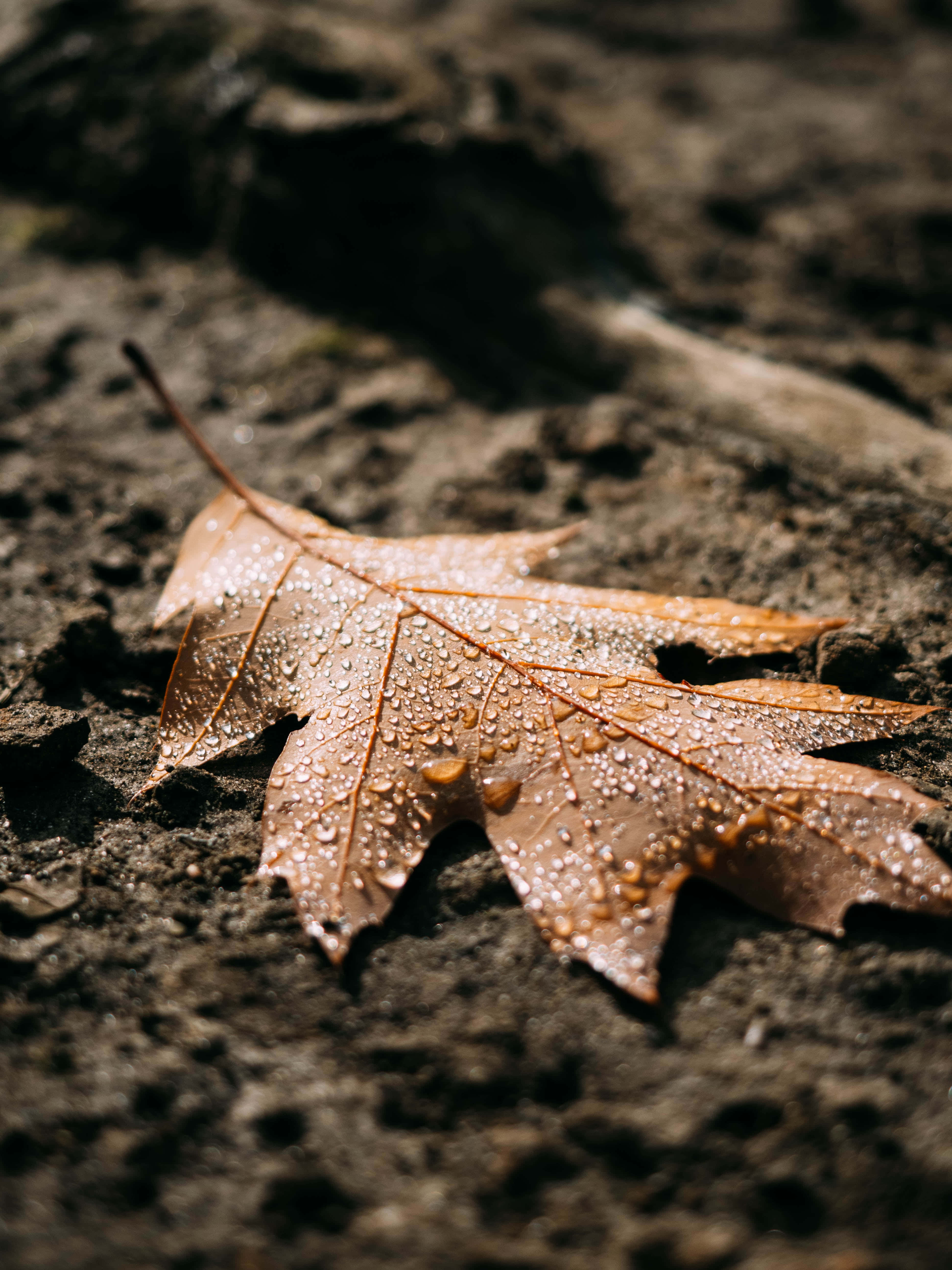 Fall Rain, brown maple leaf, dew drops, 5K Phone Wallpaper