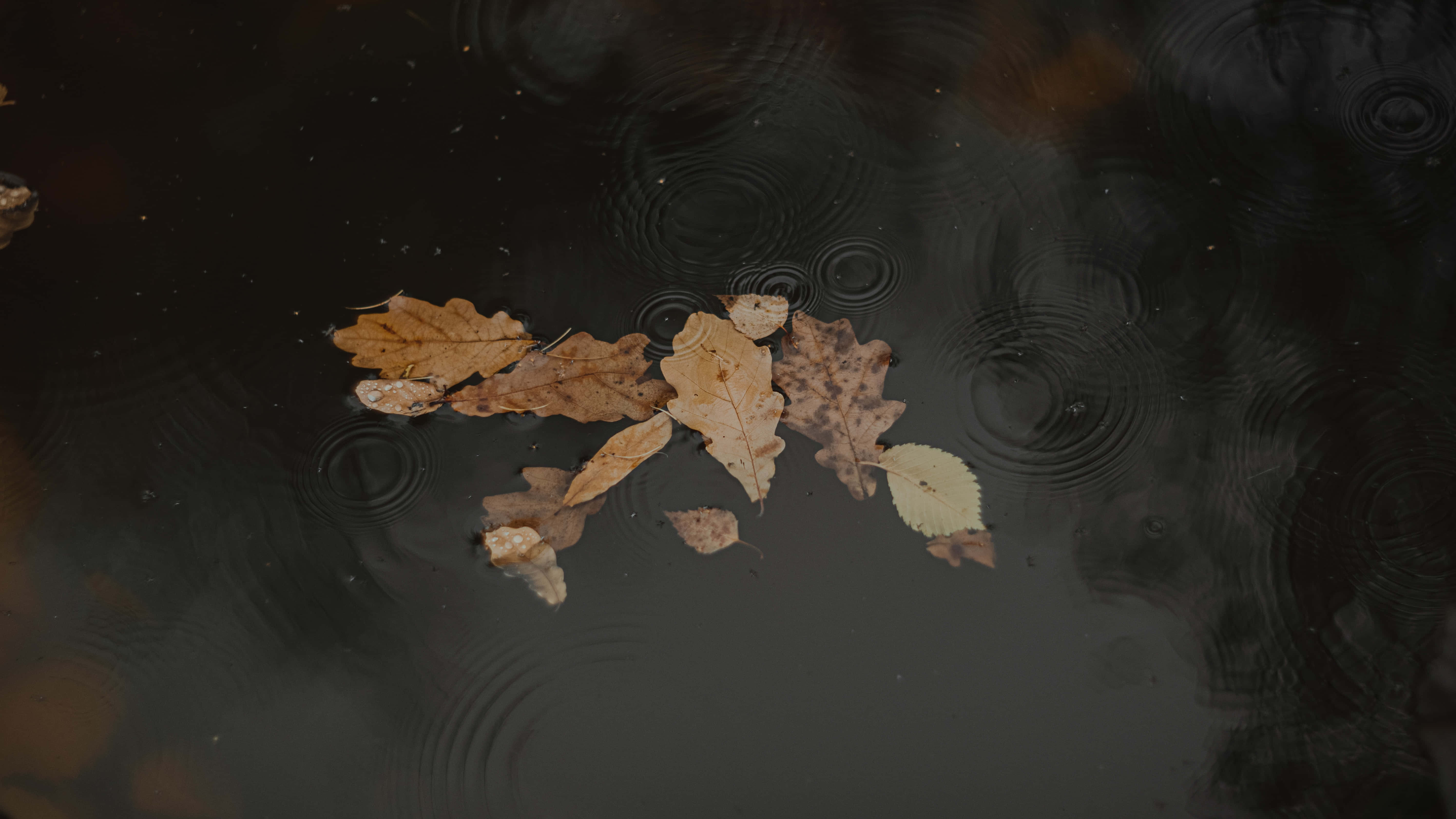 Fall Rain, autumn, rainfall, 5K Desktop Wallpaper
