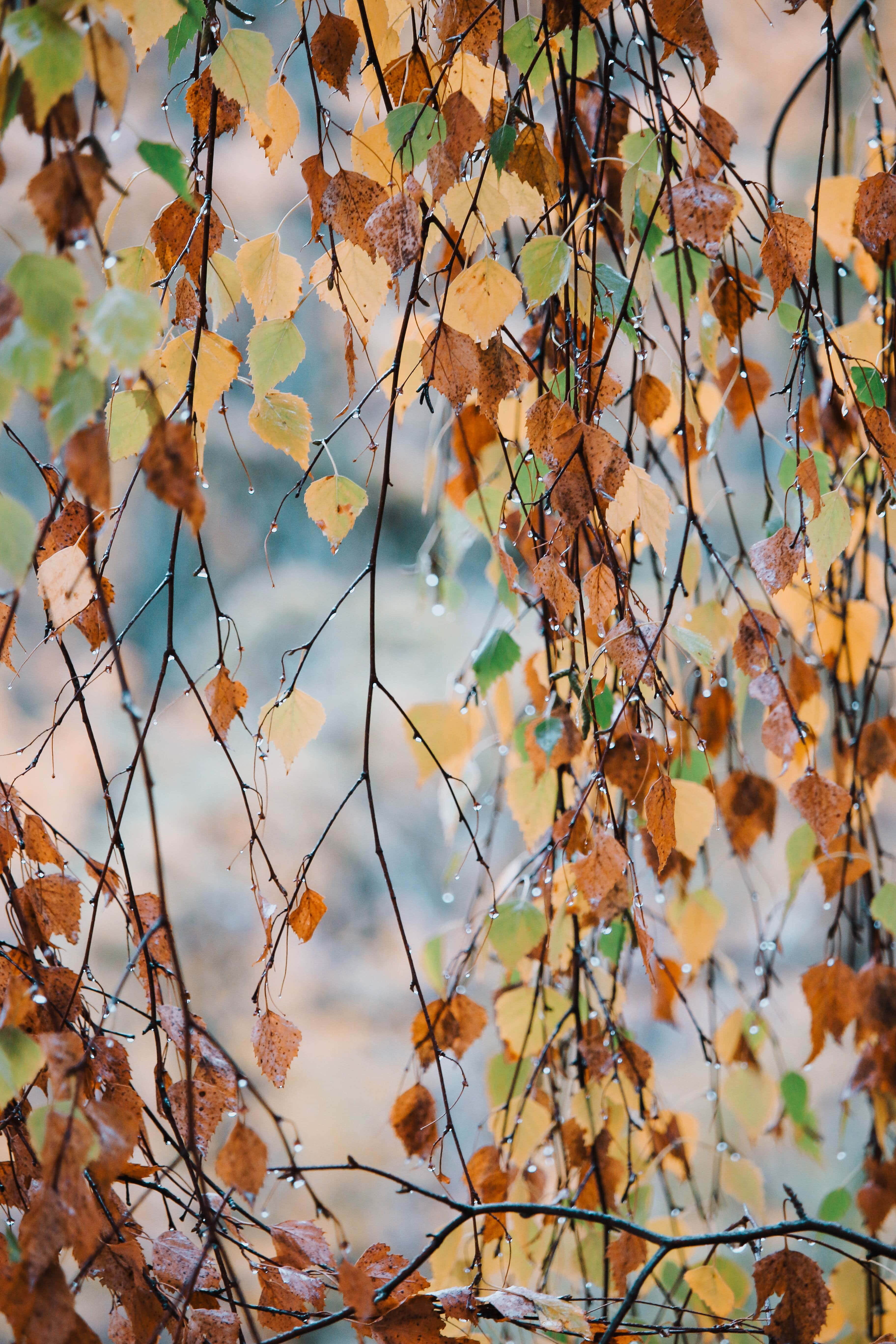 fall rain, autumn birch, golden leaves, 5K Phone Wallpaper