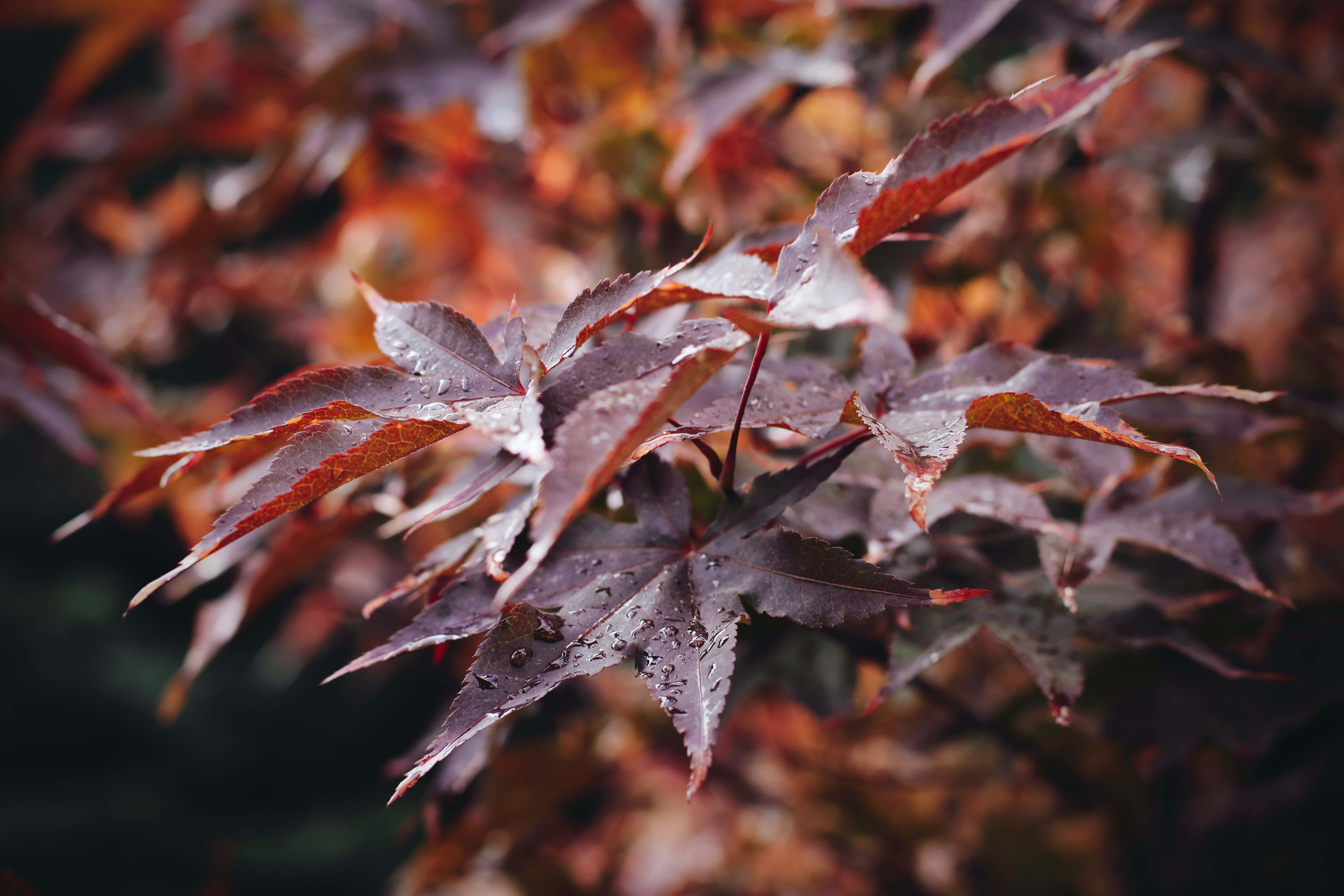 Fall Rain, crimson maple leaves, autumn backdrop, 5K Desktop Wallpaper