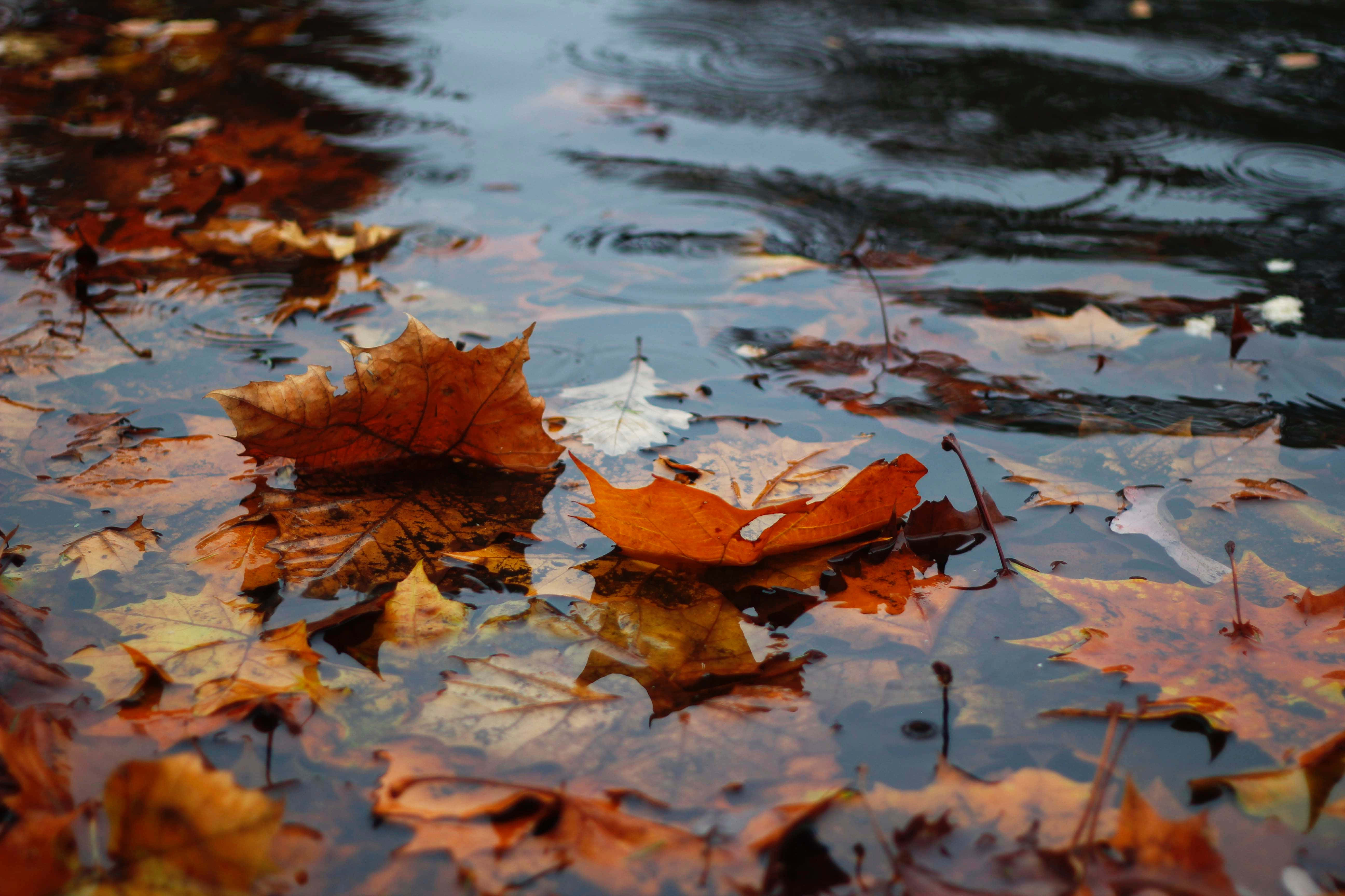 Fall Rain, forest scene, autumn leaves, 5K Desktop Wallpaper