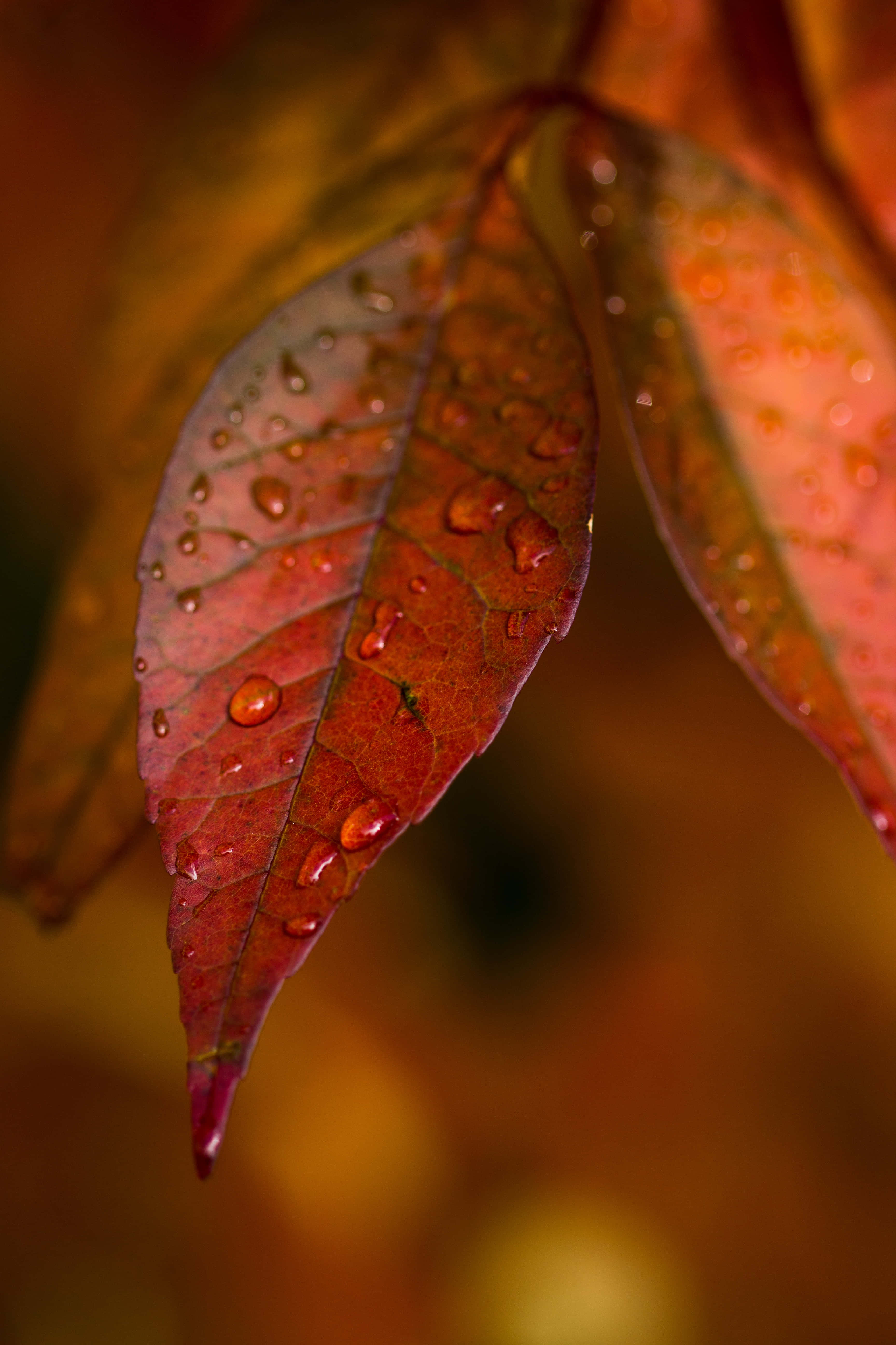 Fall Rain, autumn leaf, dewdrops, 5K Phone Wallpaper