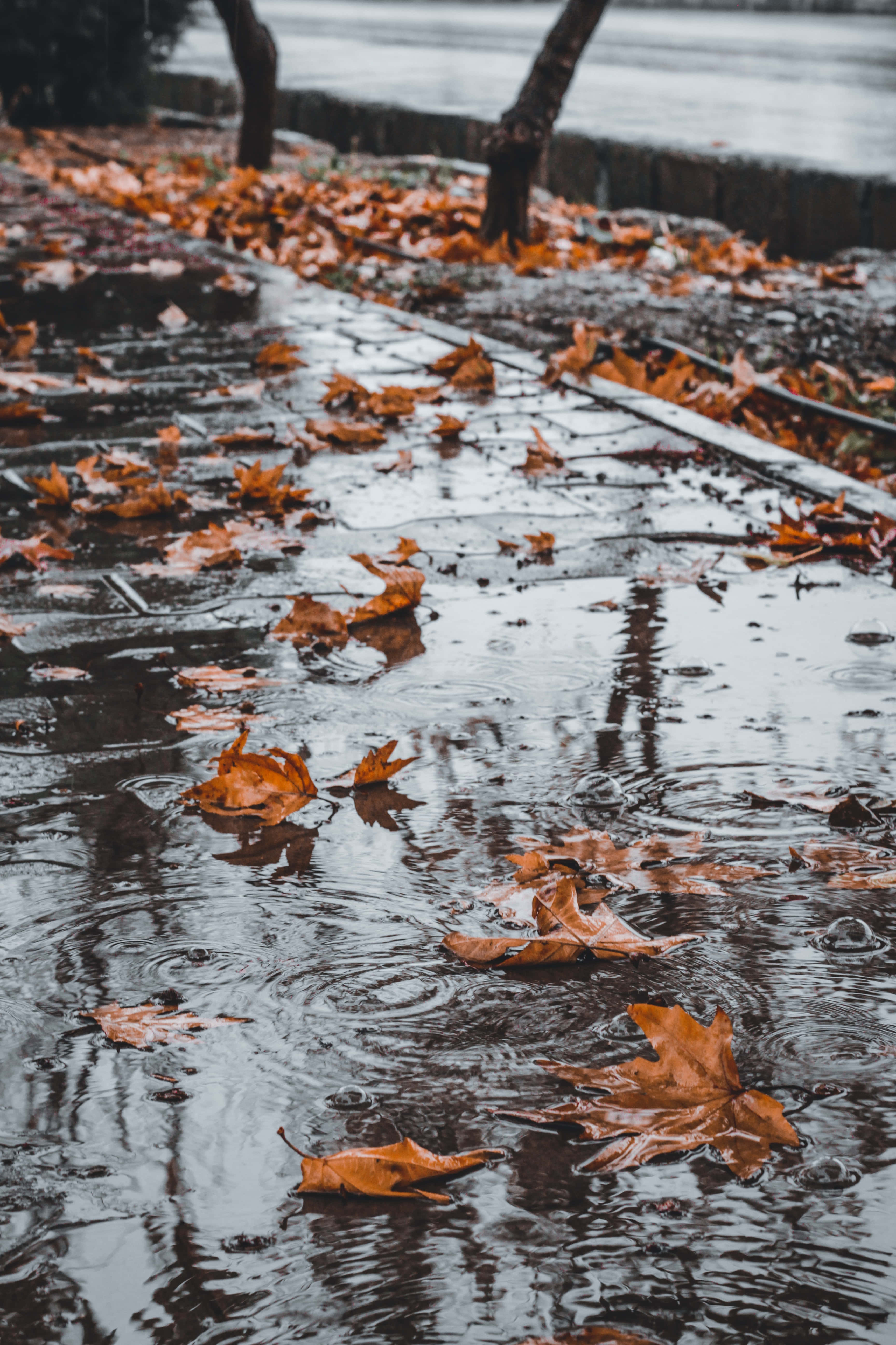 Fall Rain, forest path, raindrops, 5K Phone Wallpaper