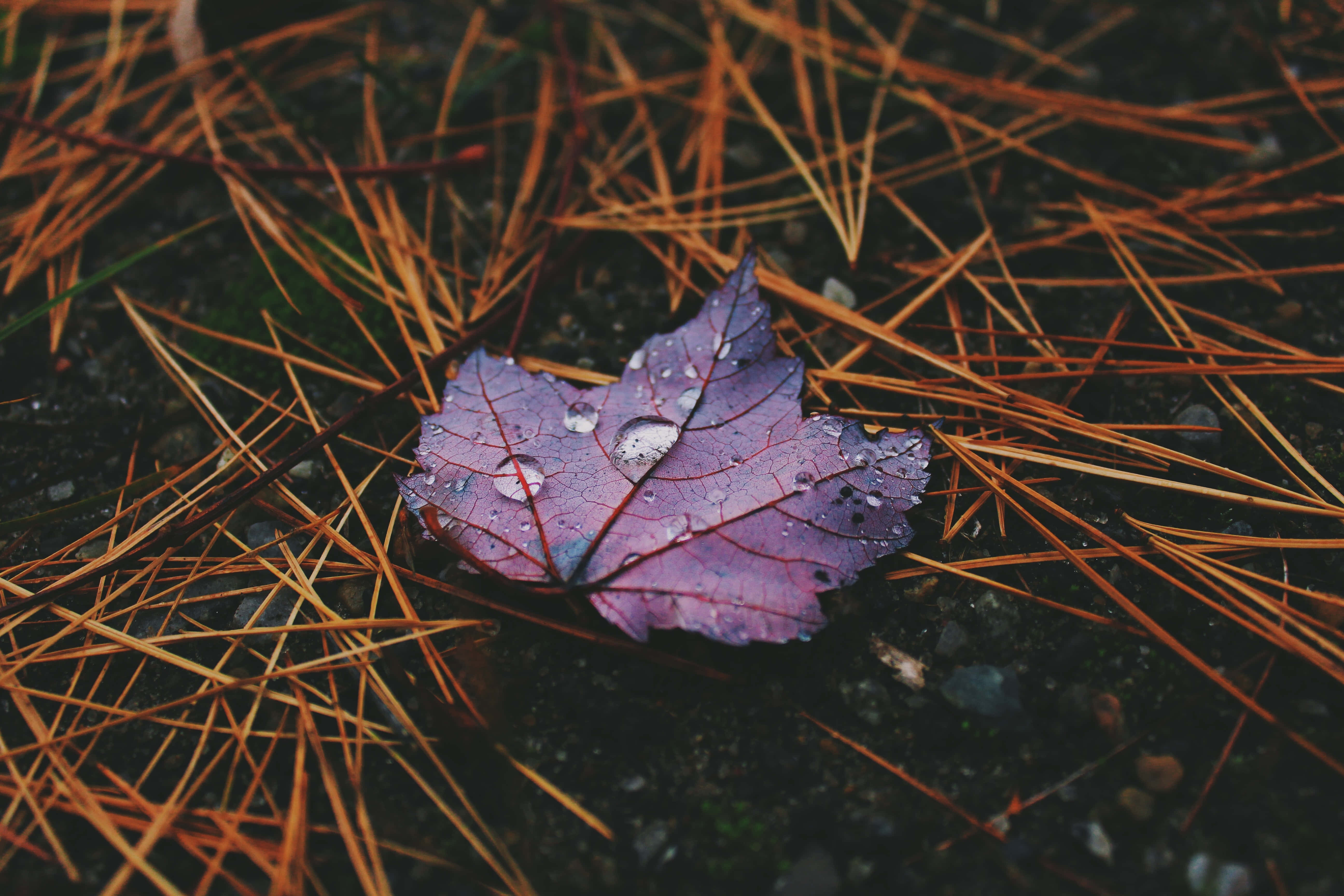 Fall Rain, purple maple leaf, water droplets, 5K Desktop Wallpaper